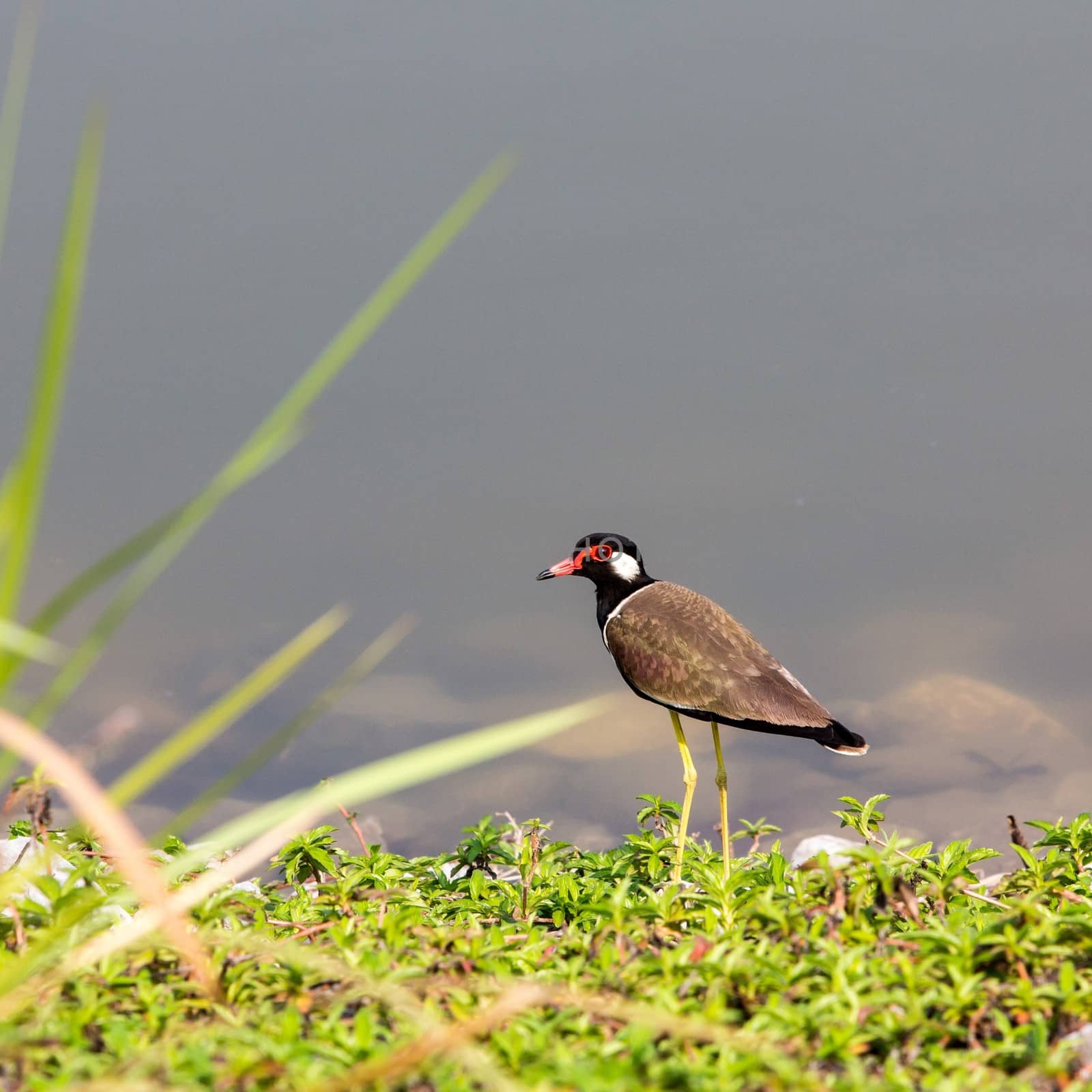 Red-wattled Lapwing bird (Vanellus indicus)