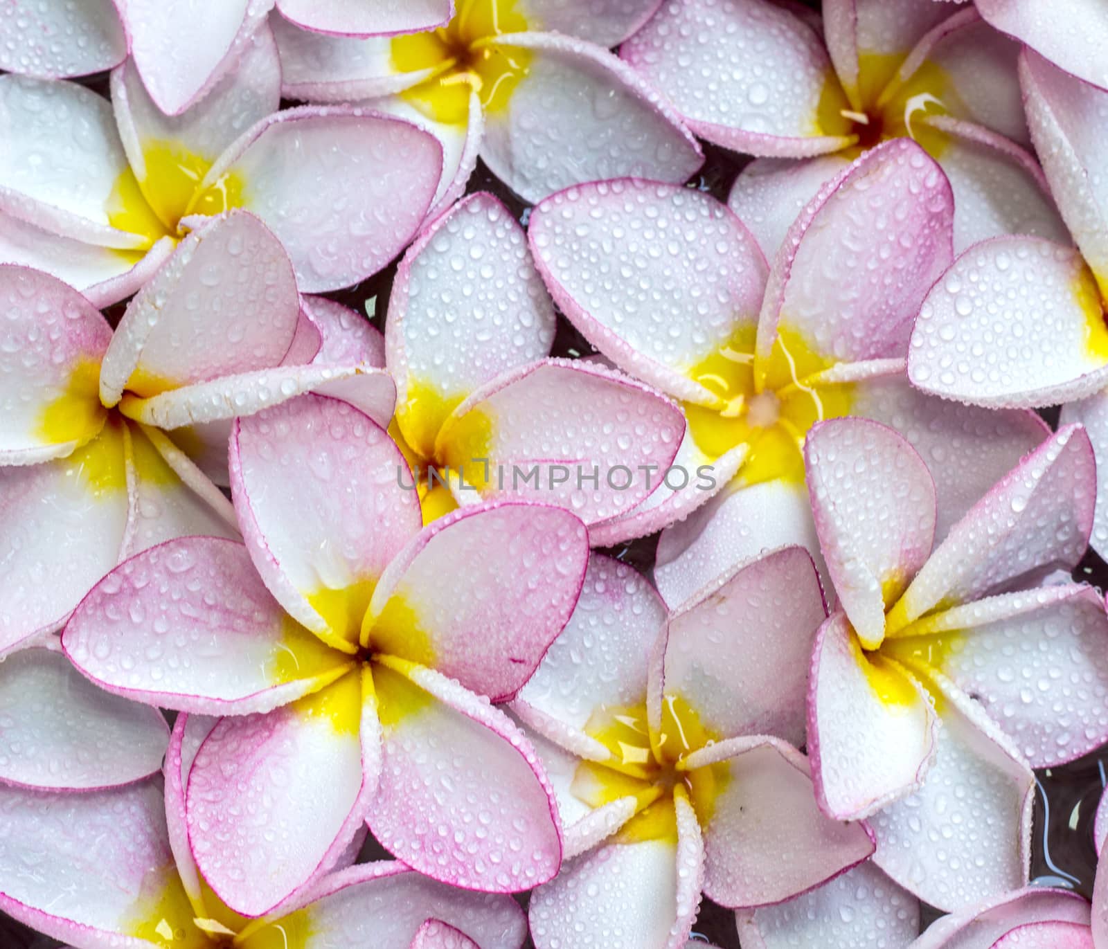 Frangipani flowers by liewluck