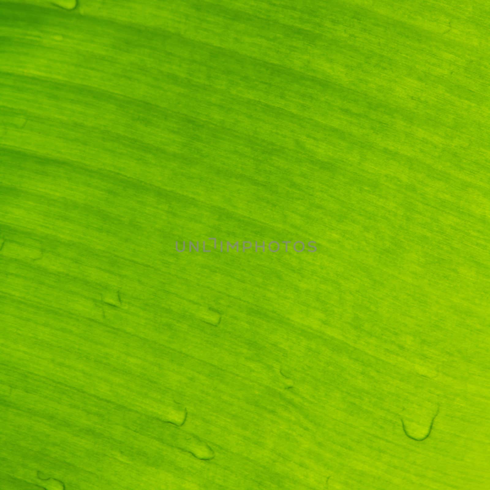 Banana leaf background with lines and water drop