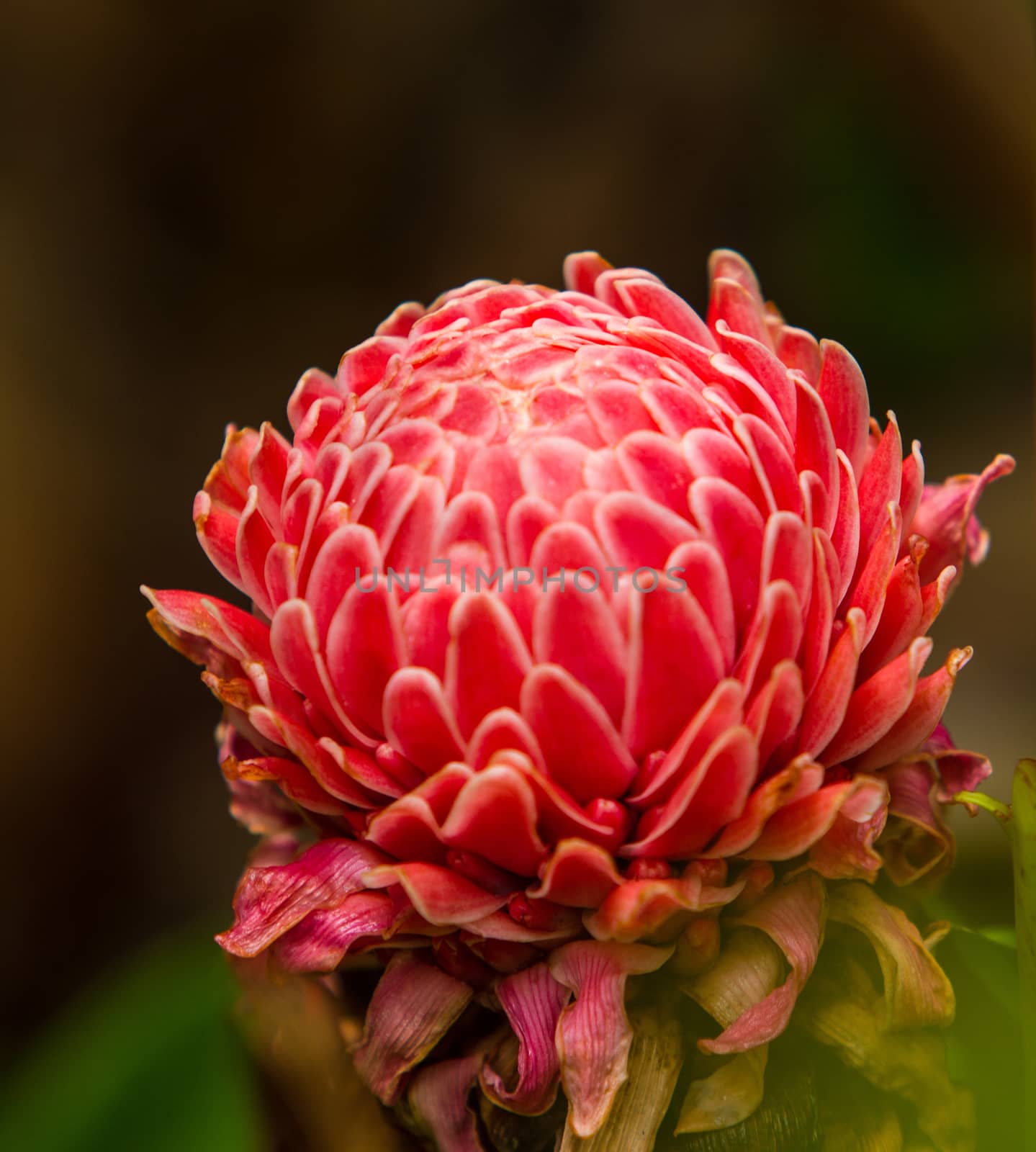 Torch ginger by liewluck