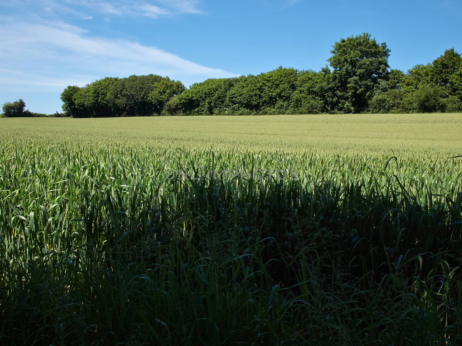 Green wheat field perfect agriculture food production nature image