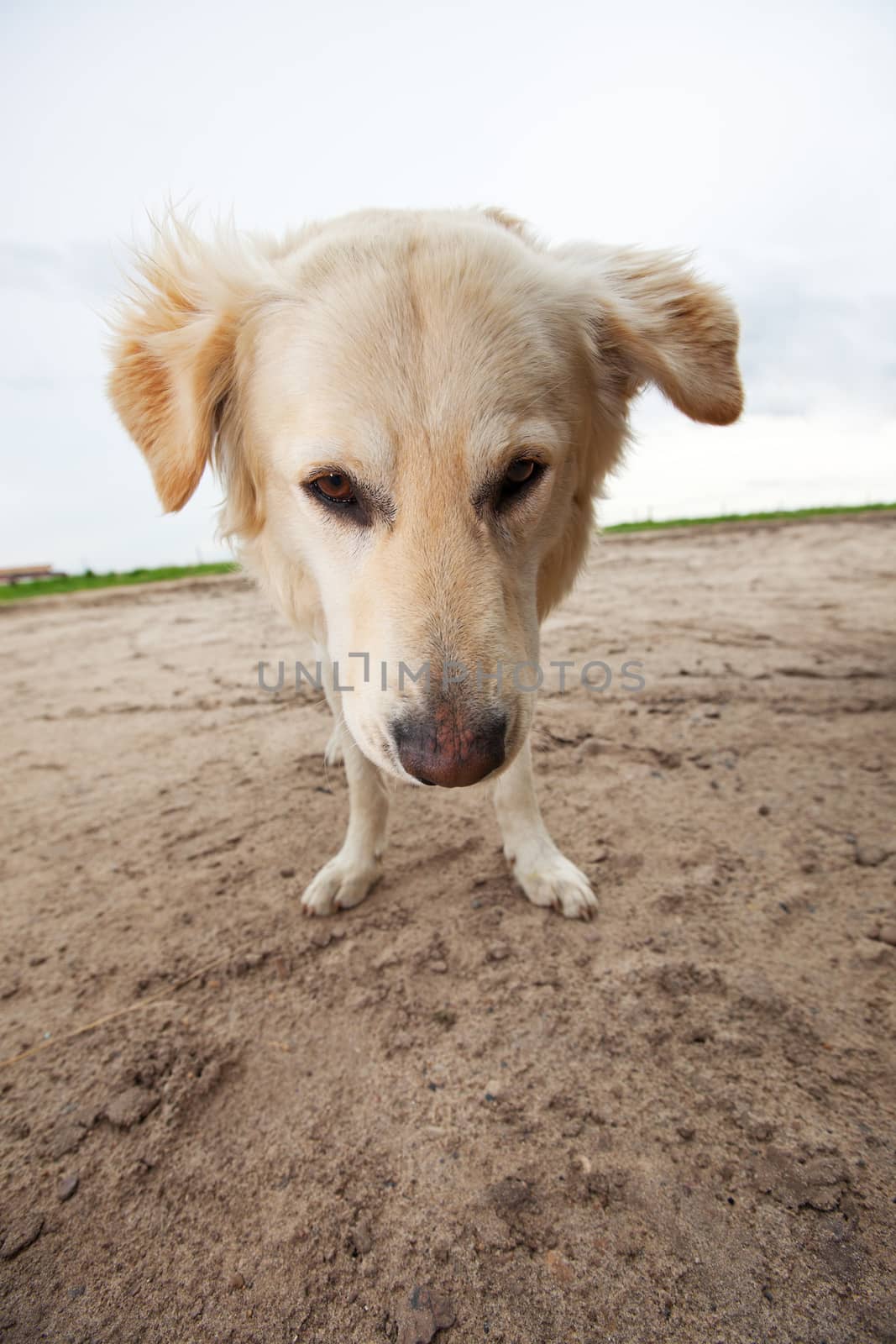 A wide angle view of a male Golden Retriever.