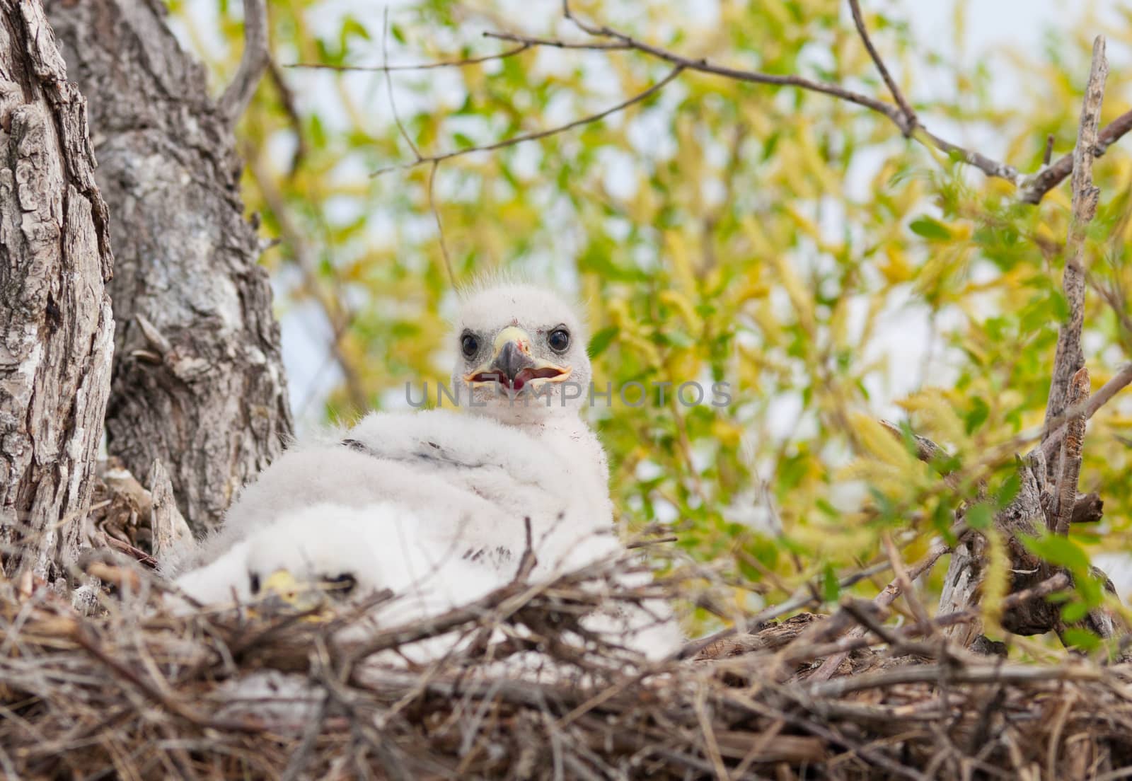 Young Ferruginous hawk chicks in their nest with traces of blood from their last meal.  Focus on chick sitting up.