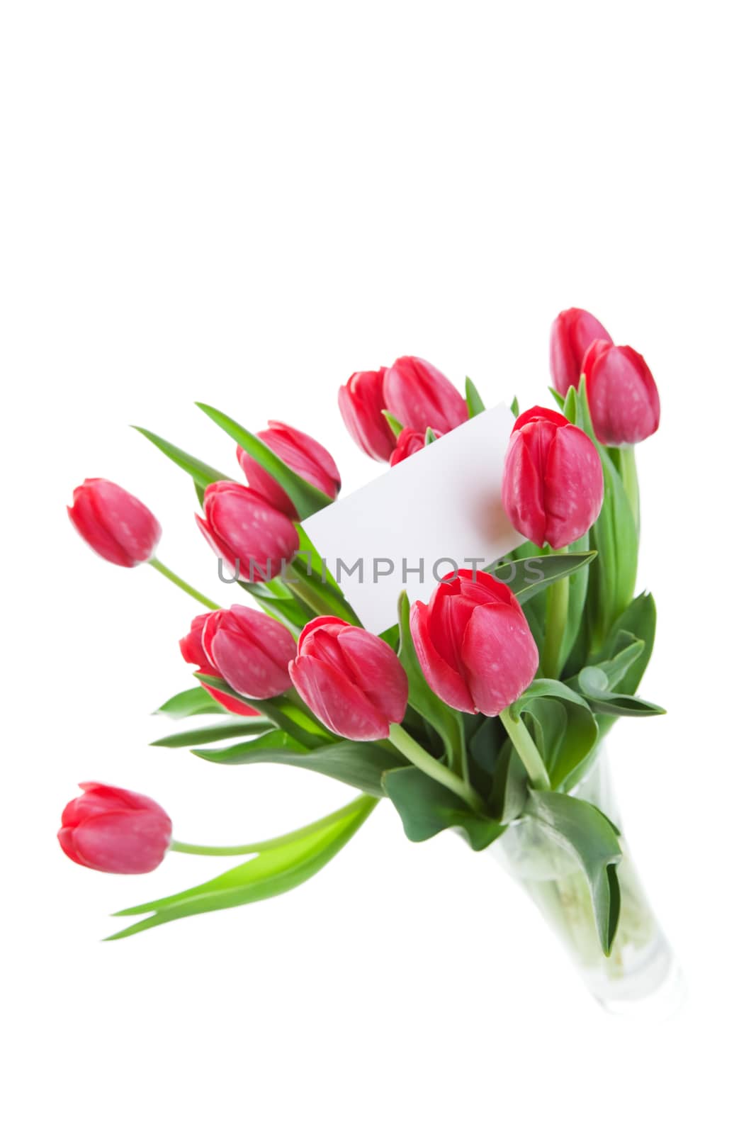 Fresh, rose red tulips in a vase with blank note card.  Shallow depth of field.  Focus on front tulip.  Shot on white background.