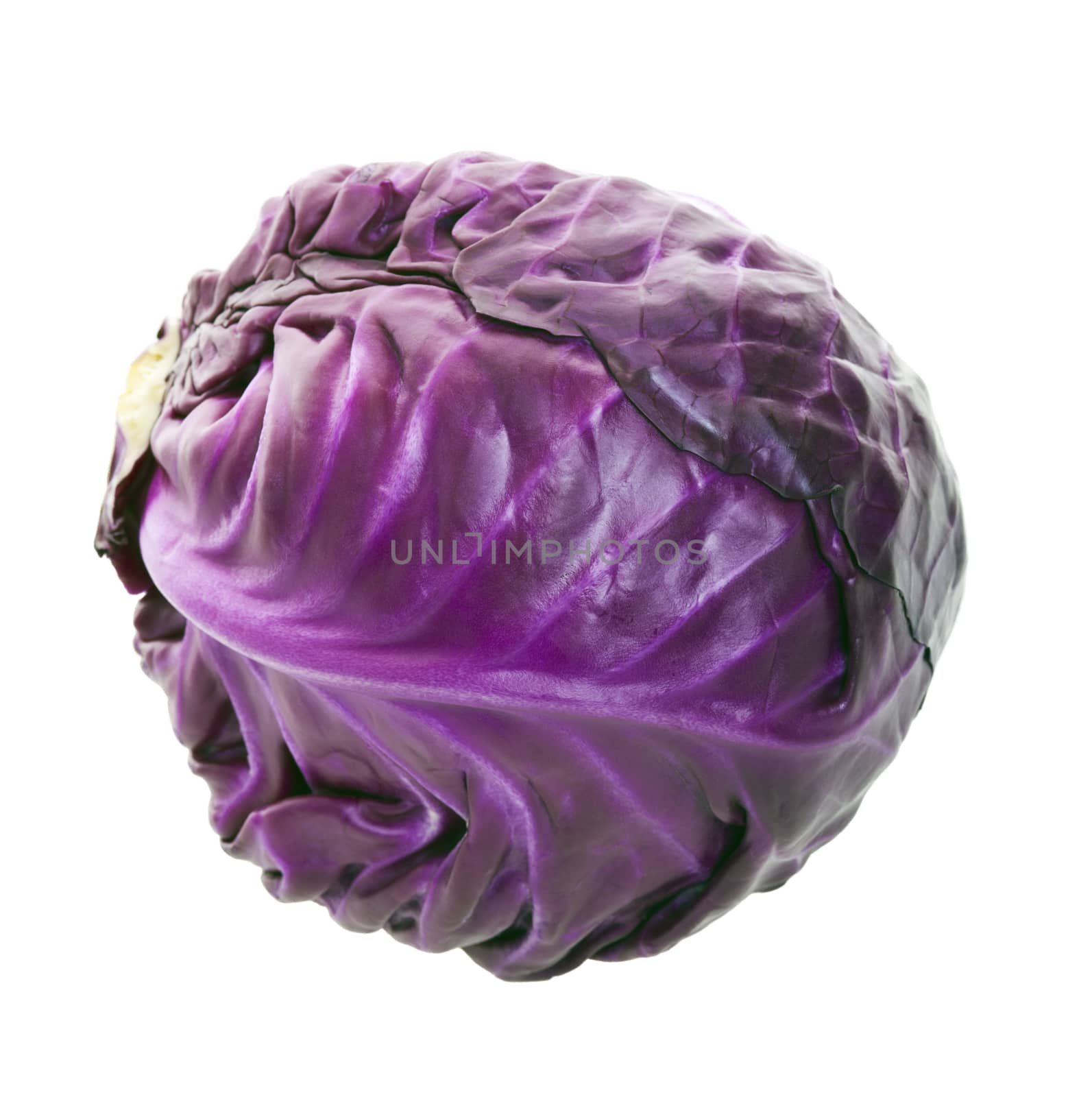 A head of purple cabbage.  Shot on white background.