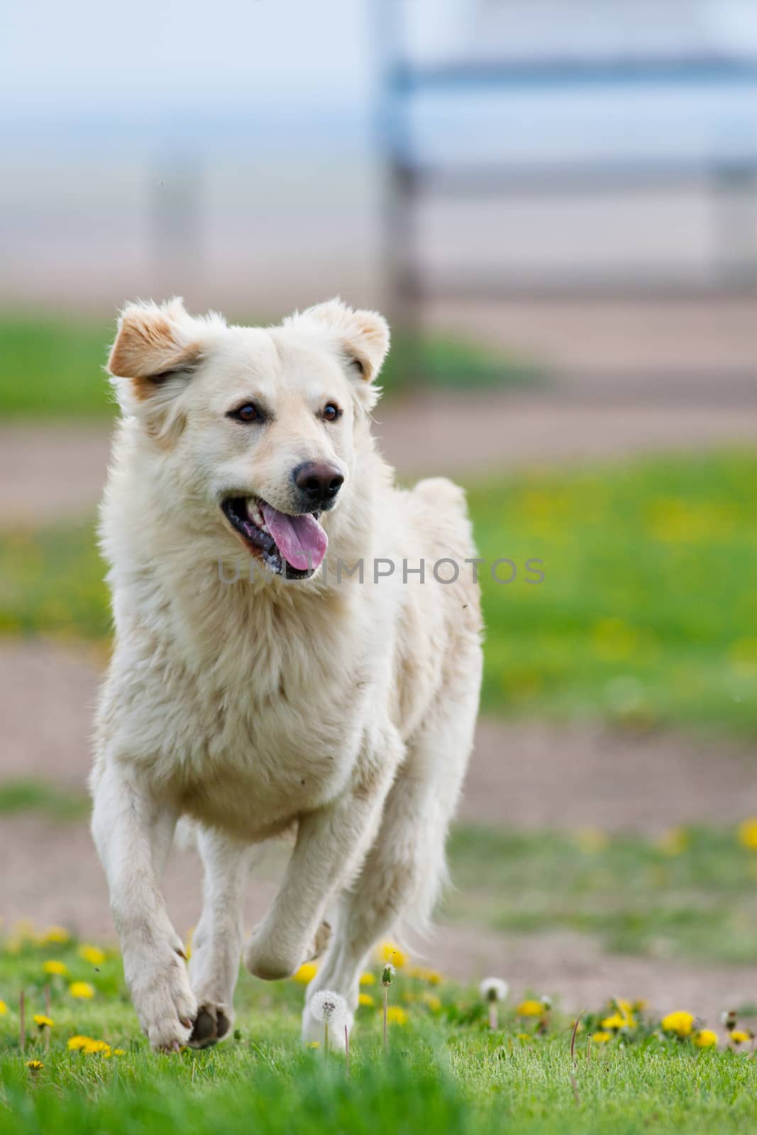 A happy, healthy, male, purebred Golden Retriever running on a farm.