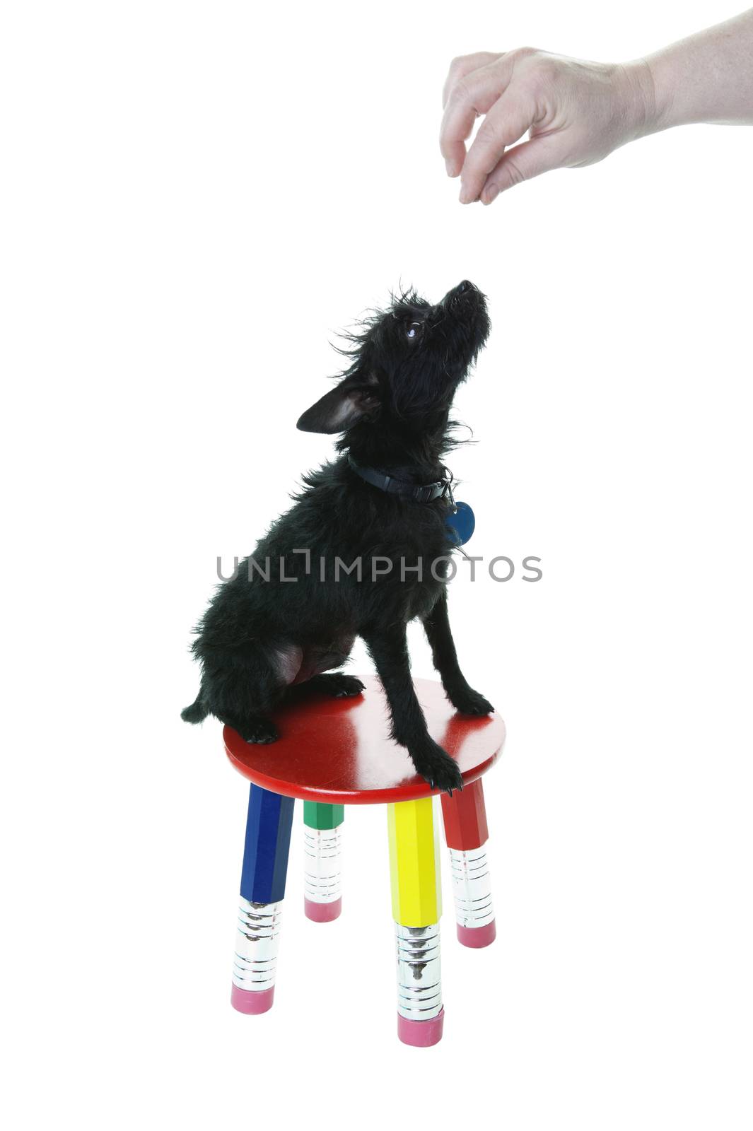 A tiny homely, little Chihuahua puppy, sits on a small stool to earn a treat from his master.  Shot on white background.