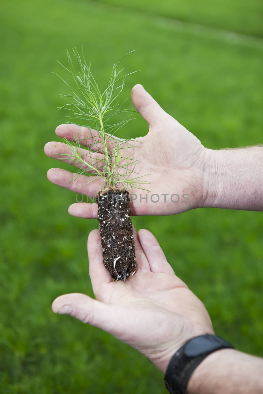 A Lodge Pole Pine seedling in a grower's weathered anr soiled hands, with thousands of seedlings in the background earmarked for reforestation projects.  The Reforestation industry is part of the global warming solution.