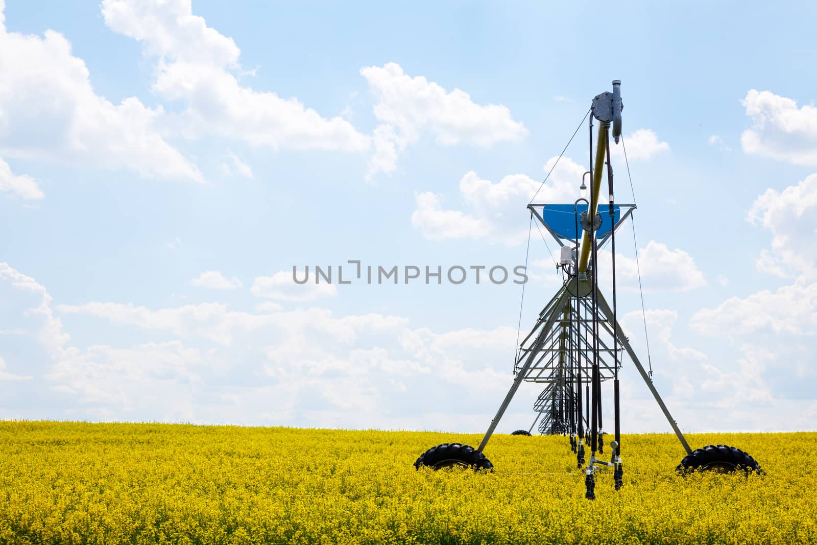 A pivot watering system in a blooming field of canola.