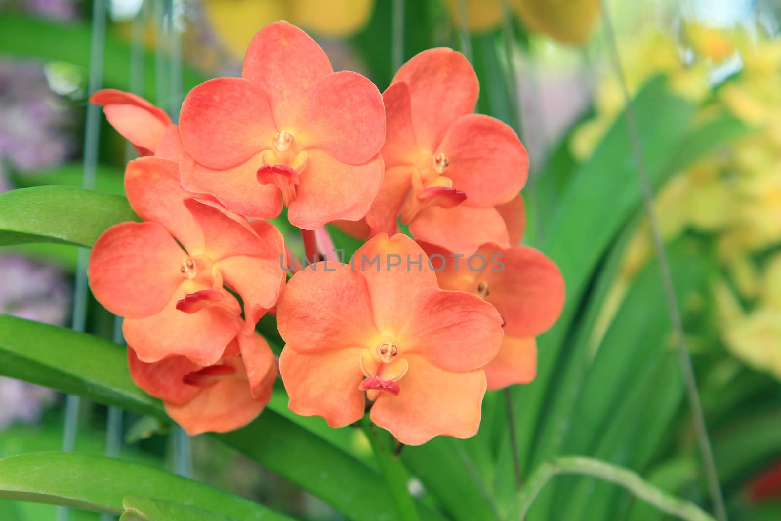 Orange Orchid