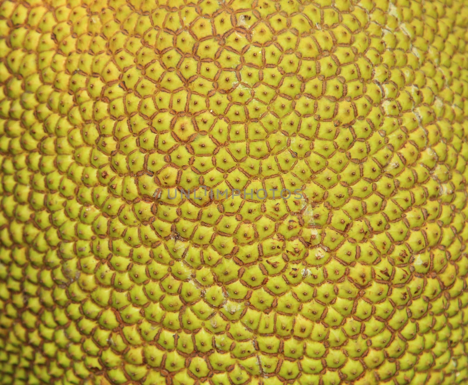 Texture of jackfruit