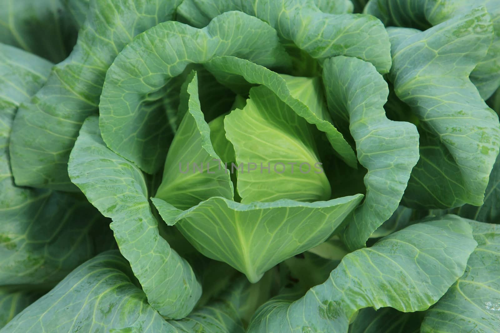 Cabbage vegetable by foto76