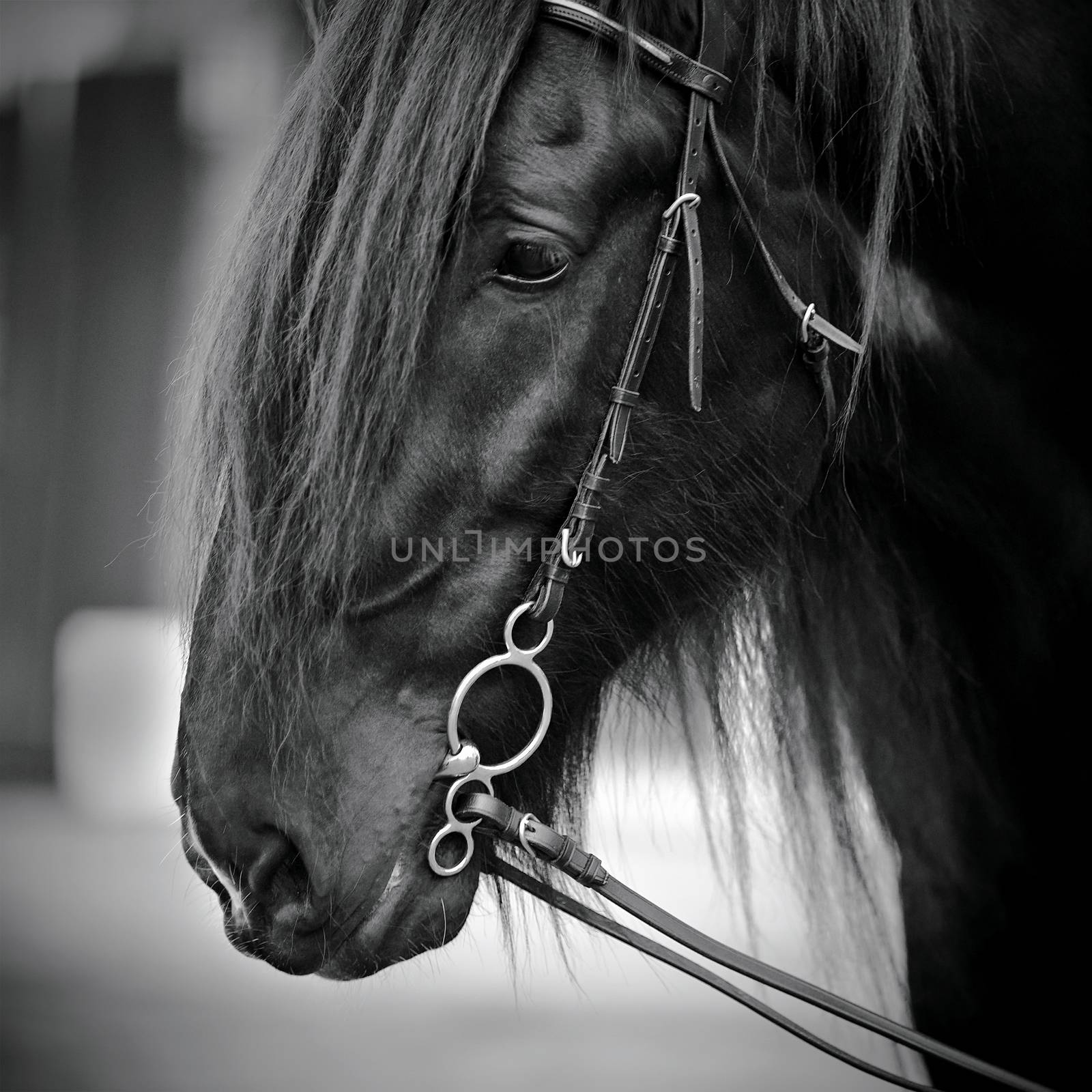 Muzzle of a horse. Stallion. Portrait of a horse. Thoroughbred horse. Beautiful horse.