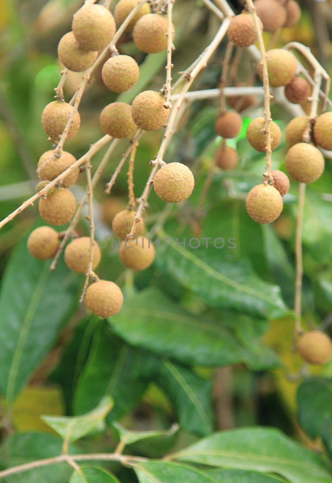 Longan fruit growing on tree