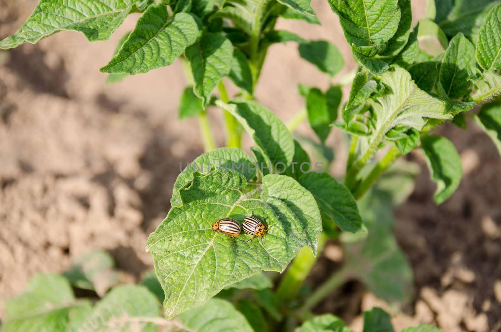 two striped colorado beetles sit on potato plant leaf. Danger threat for harvest.