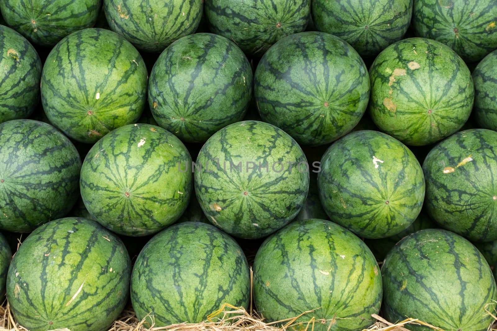 Watermelon set in a row on straw by lavoview