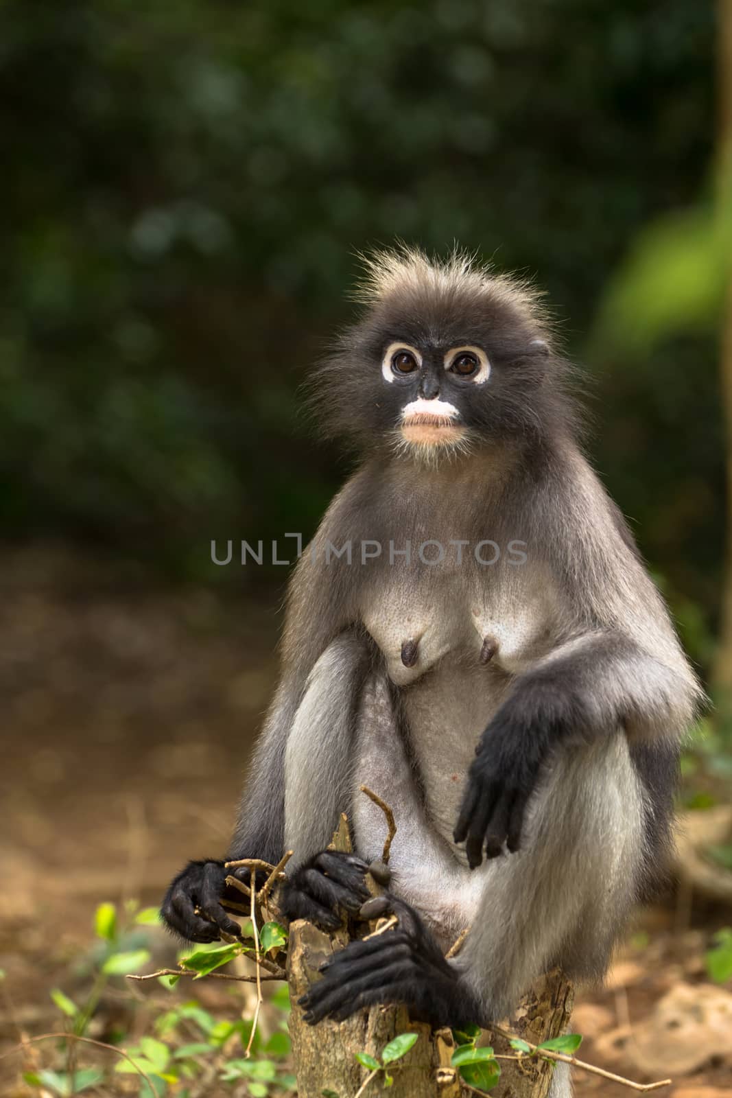 Dusky leaf monkey sitting on tree stump.