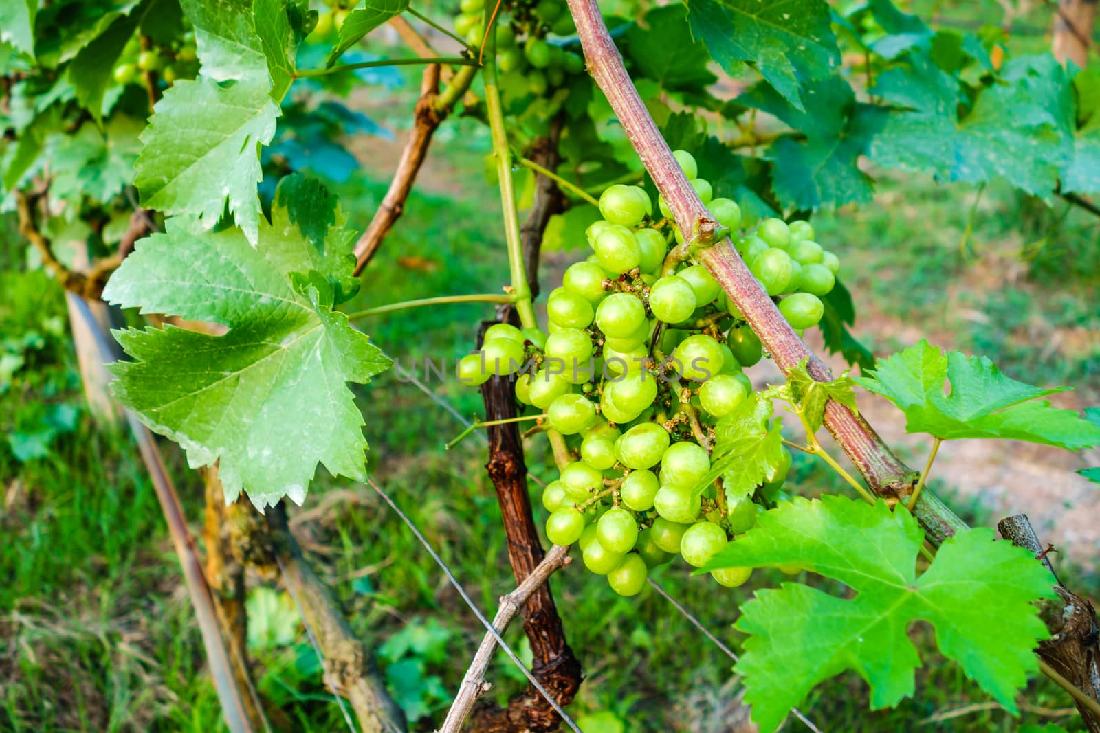 Bunch of green grapes on a vine