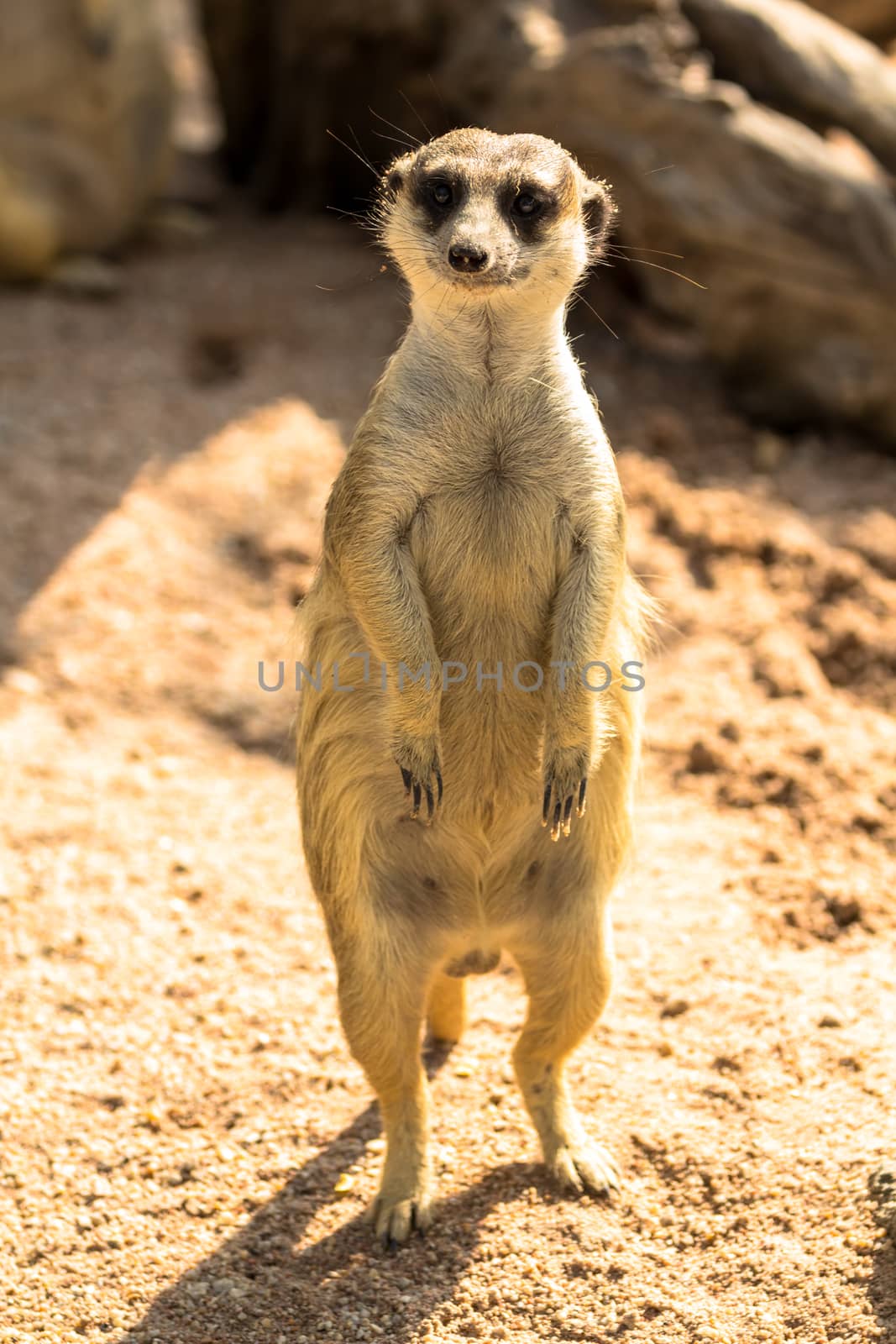 Alert meerkat standing on guard by lavoview