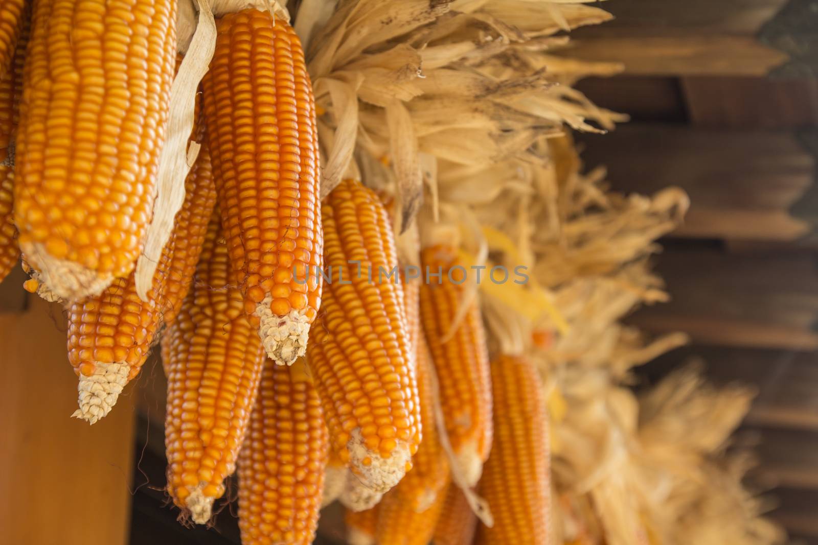 Dried corns is hanged on the roof.   by lavoview