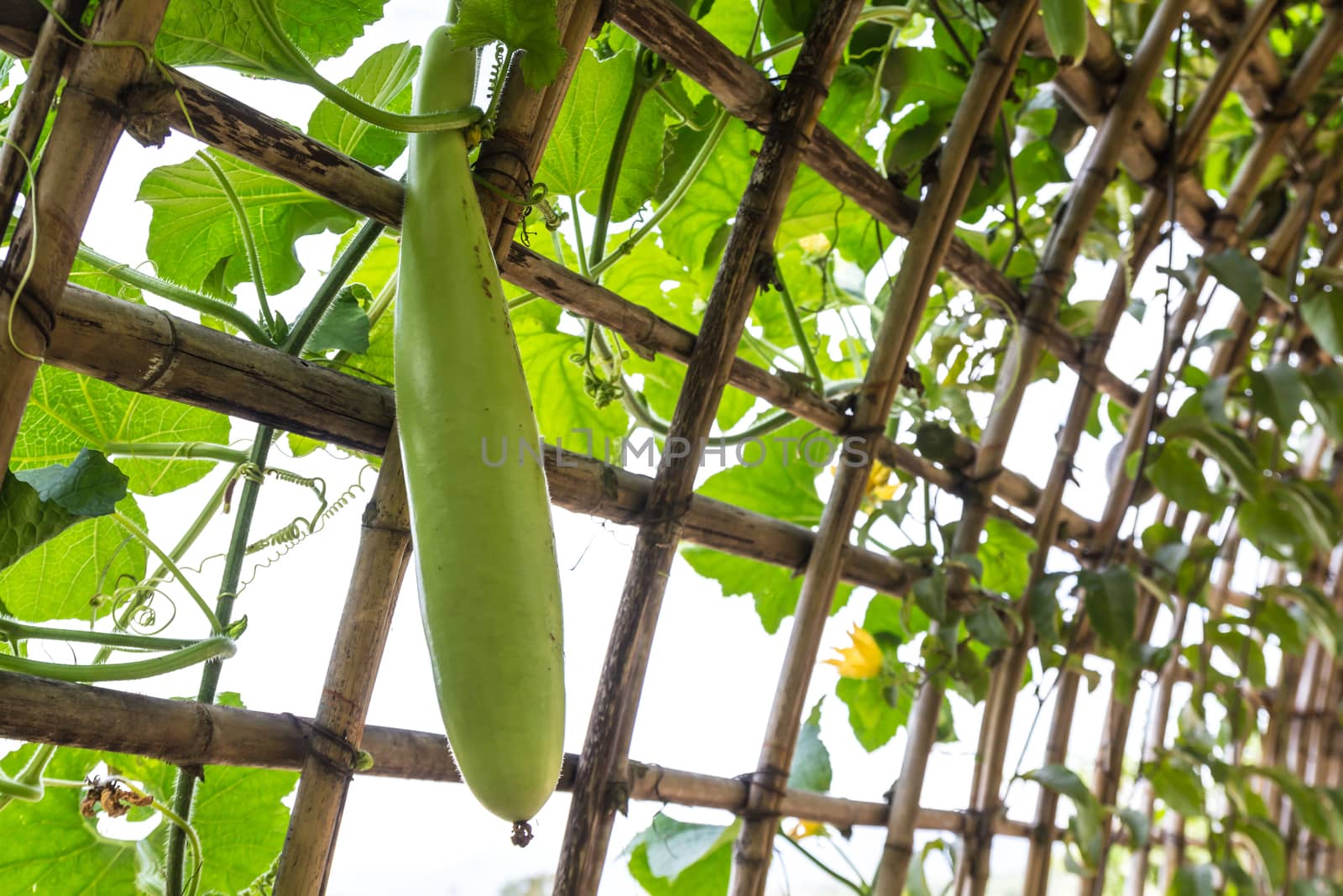 Green Chinese Watermelon hanging on vine lattice.