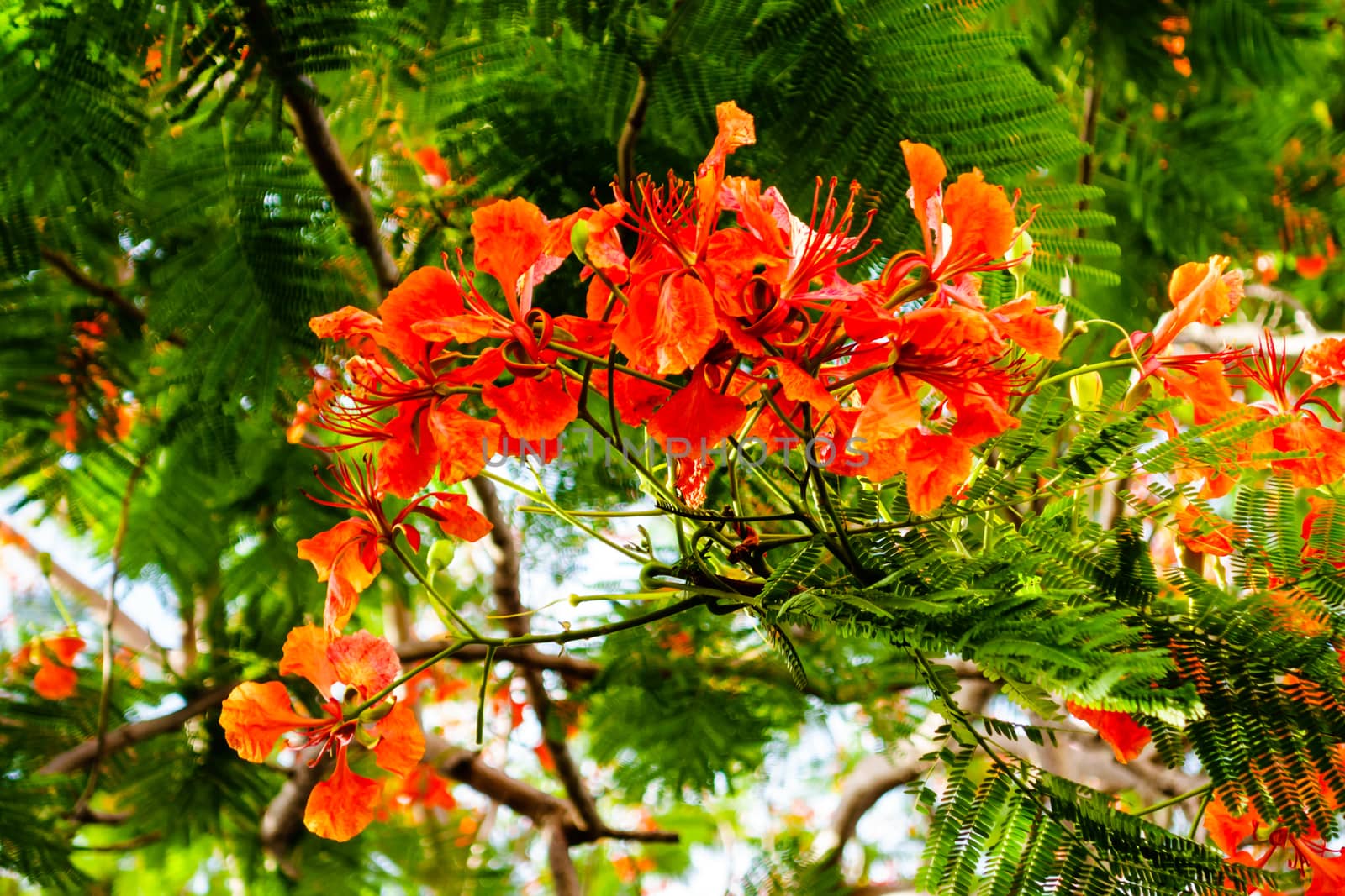 Beautiful famboyant tree in thailand