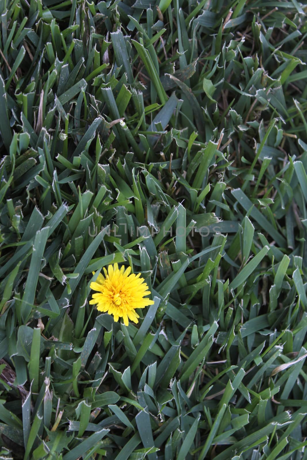 One yellow dandelion in a blanked of green grass.