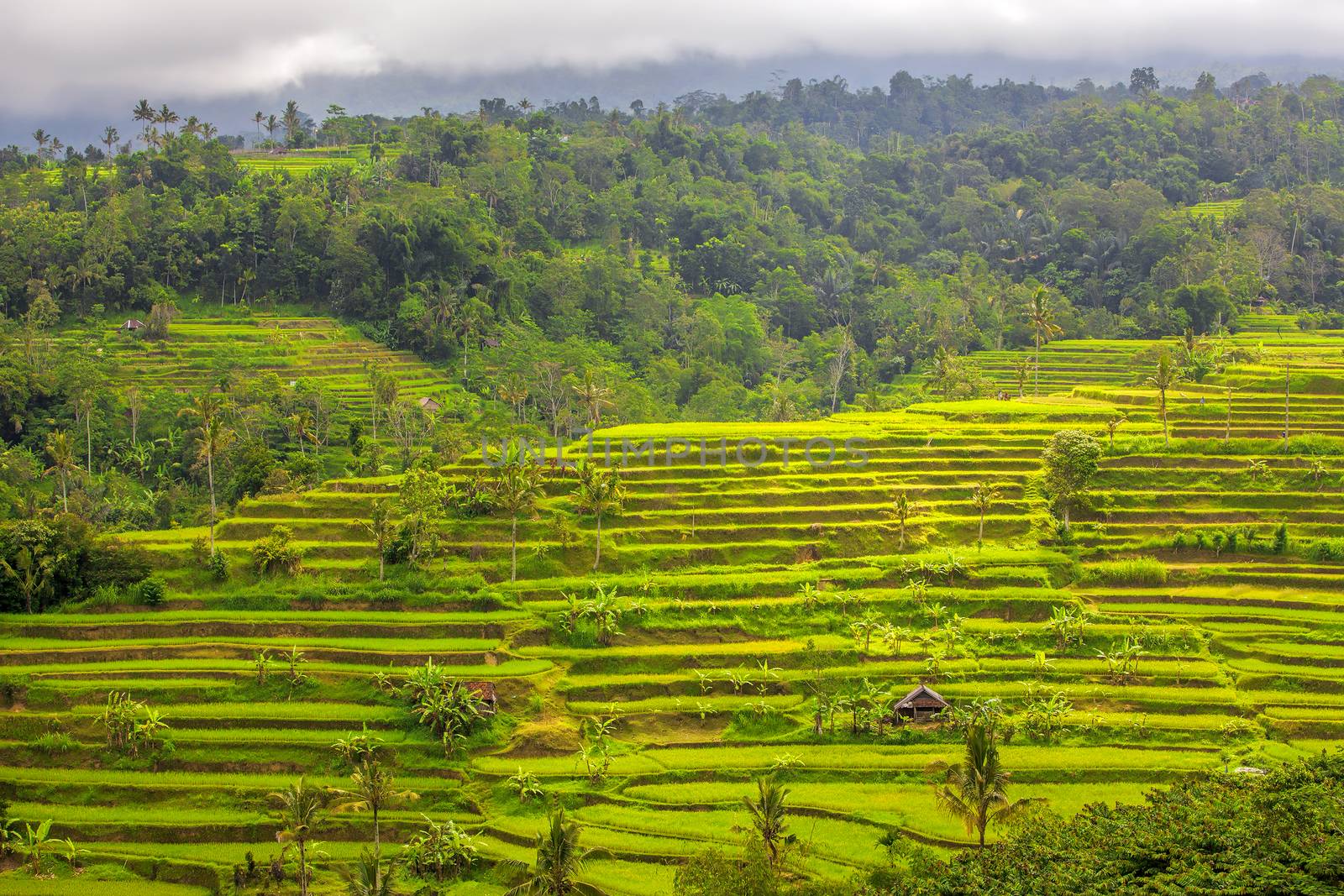 Beautiful rice terrace fields in Bali Indonesia