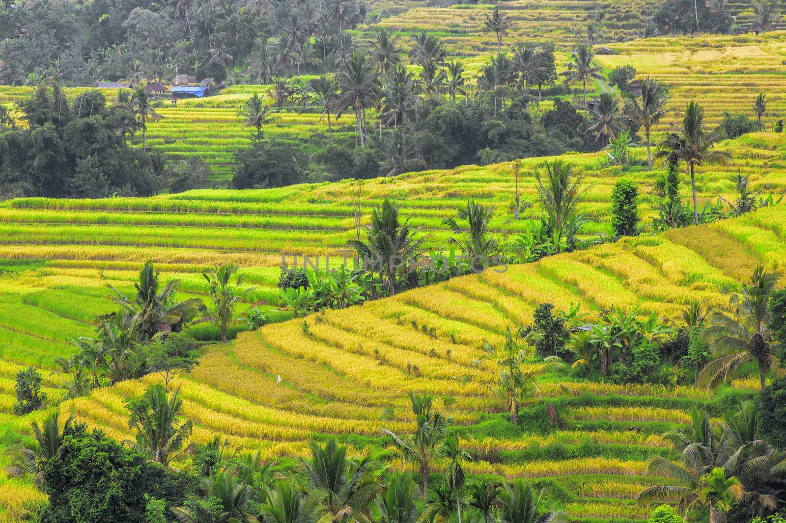 Beautiful rice terrace fields in Bali Indonesia