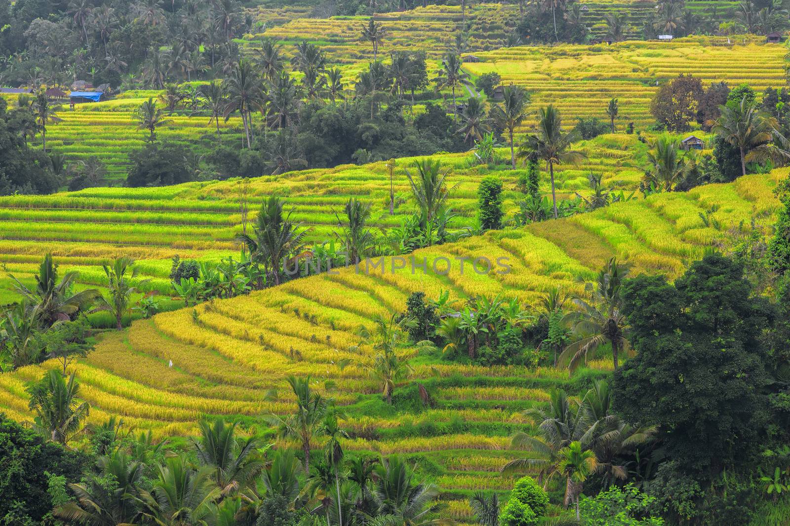 Beautiful rice terrace fields in Bali Indonesia
