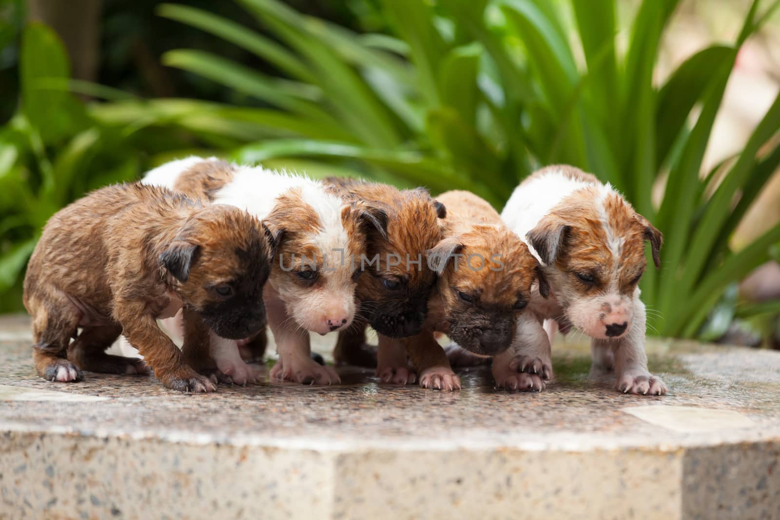 Close up of washing five puppy dog