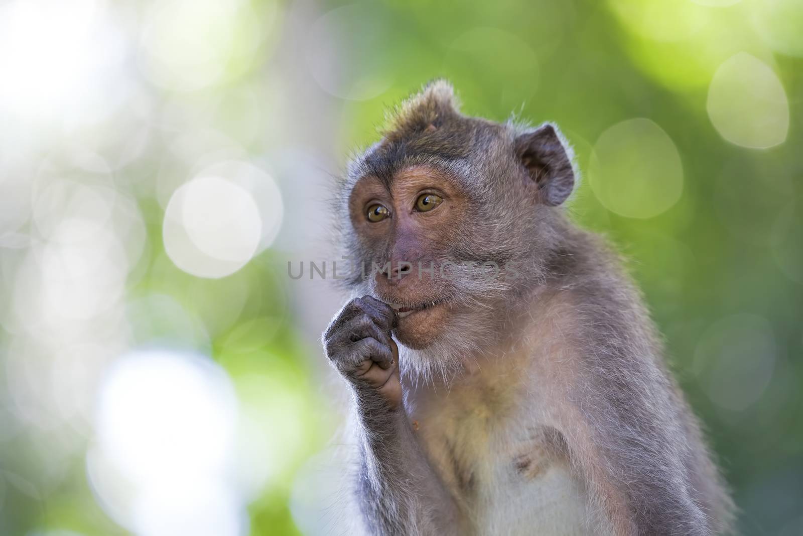 Long-tailed Macaque Monkey in the Monkey forest in Bali