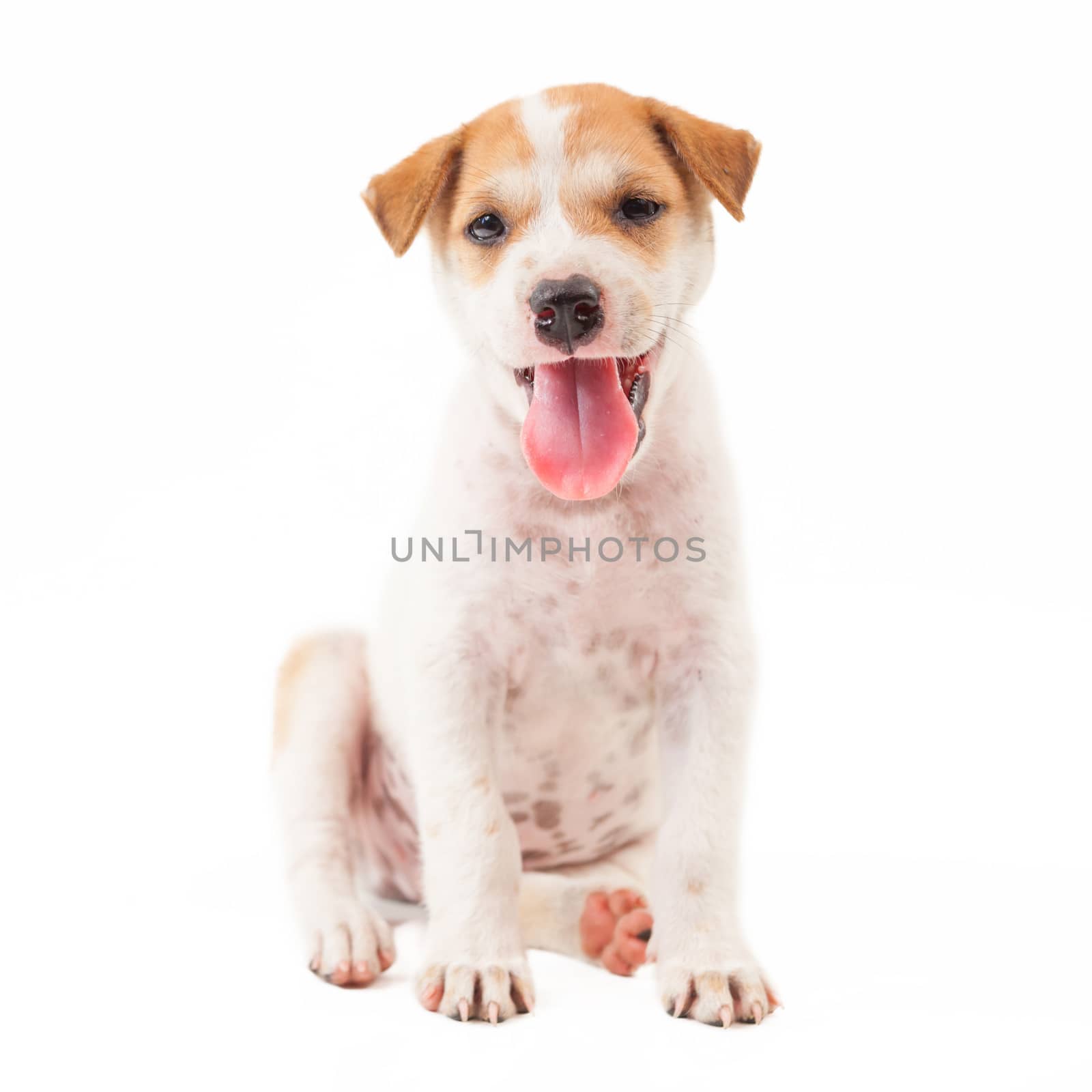 Puppy Dog showing tongue isolated on white background
