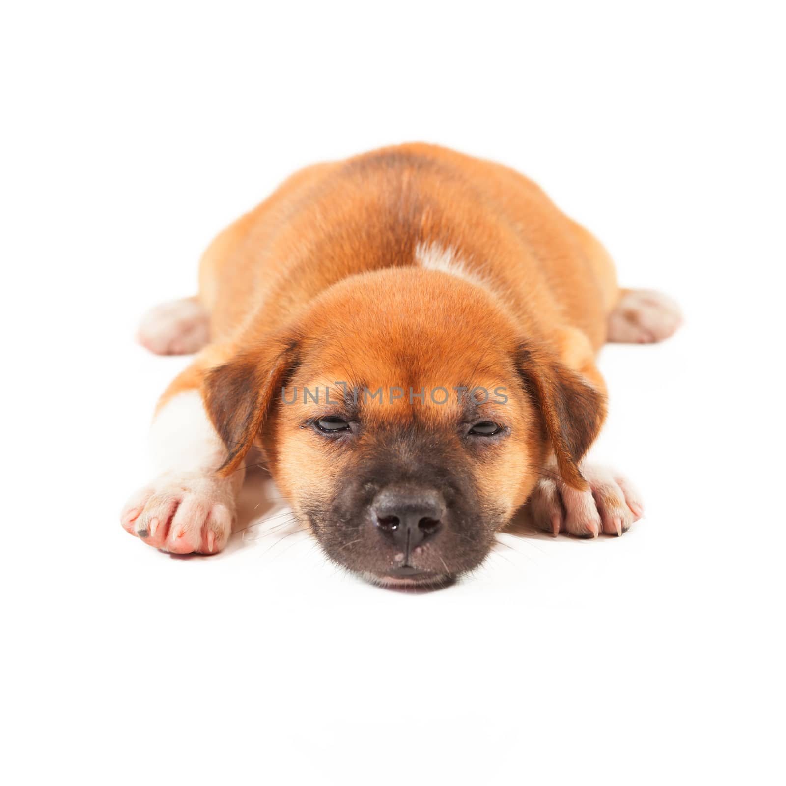 puppy dog lying isolated on white background