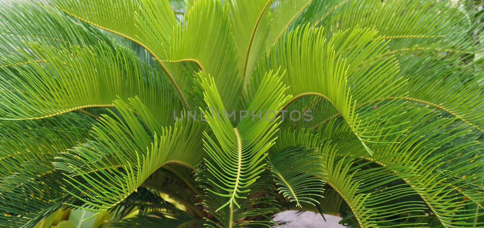 Cycads are medium size of plant, has pointed leaves.                           
