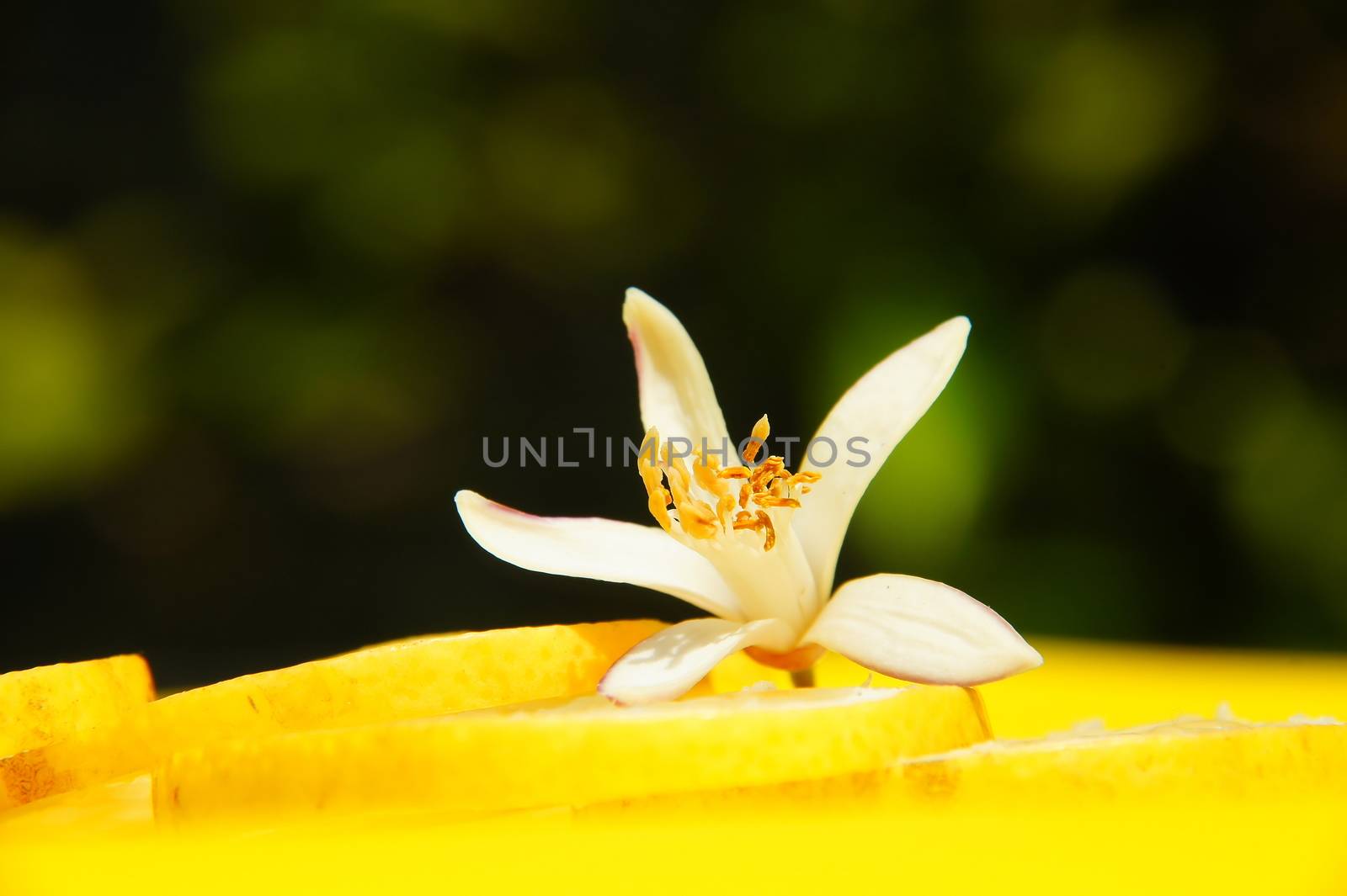 Zitronenblüte mit Zitronenscheiben Makro