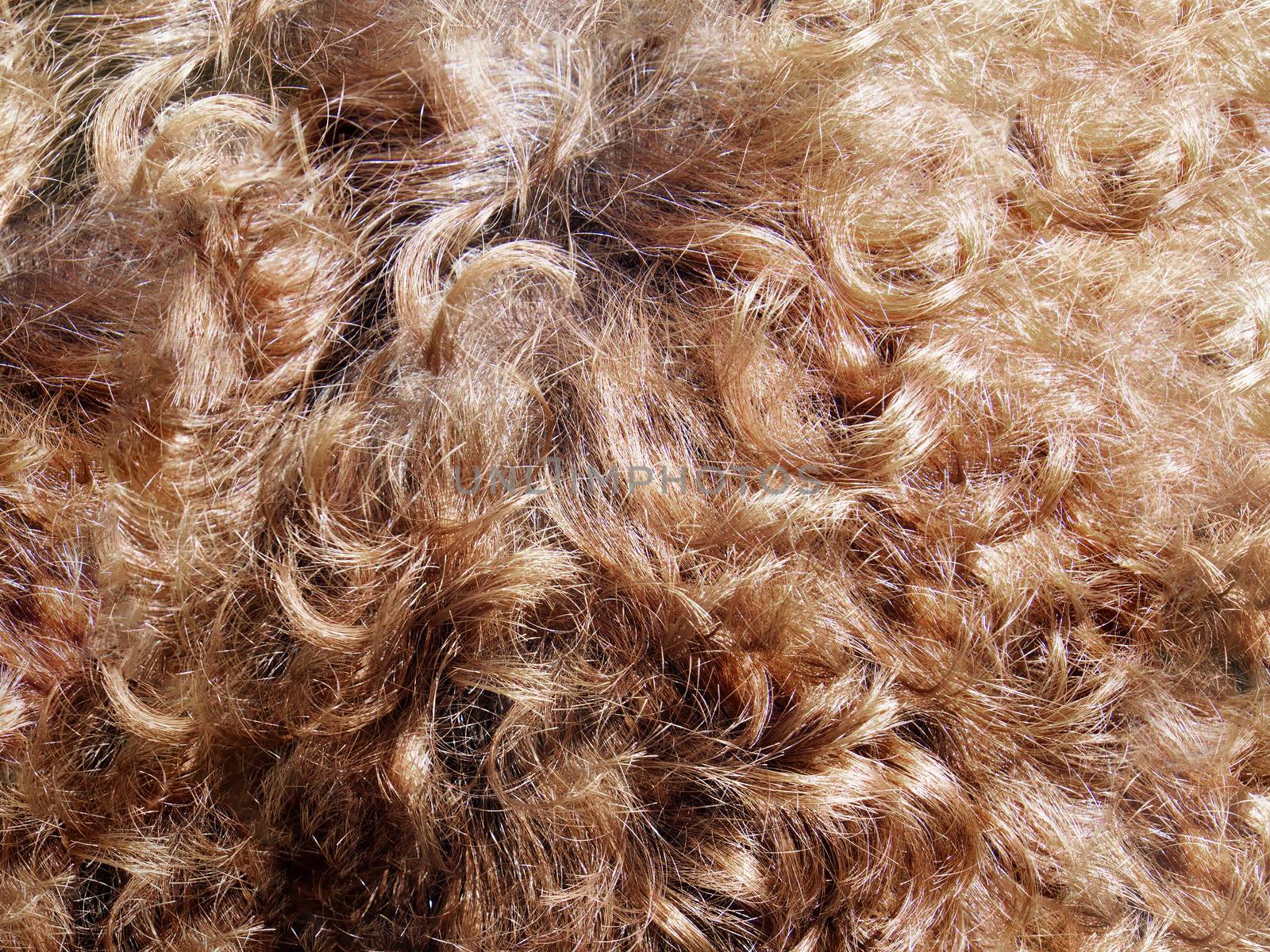 Image of details of brown hairs with ringlets