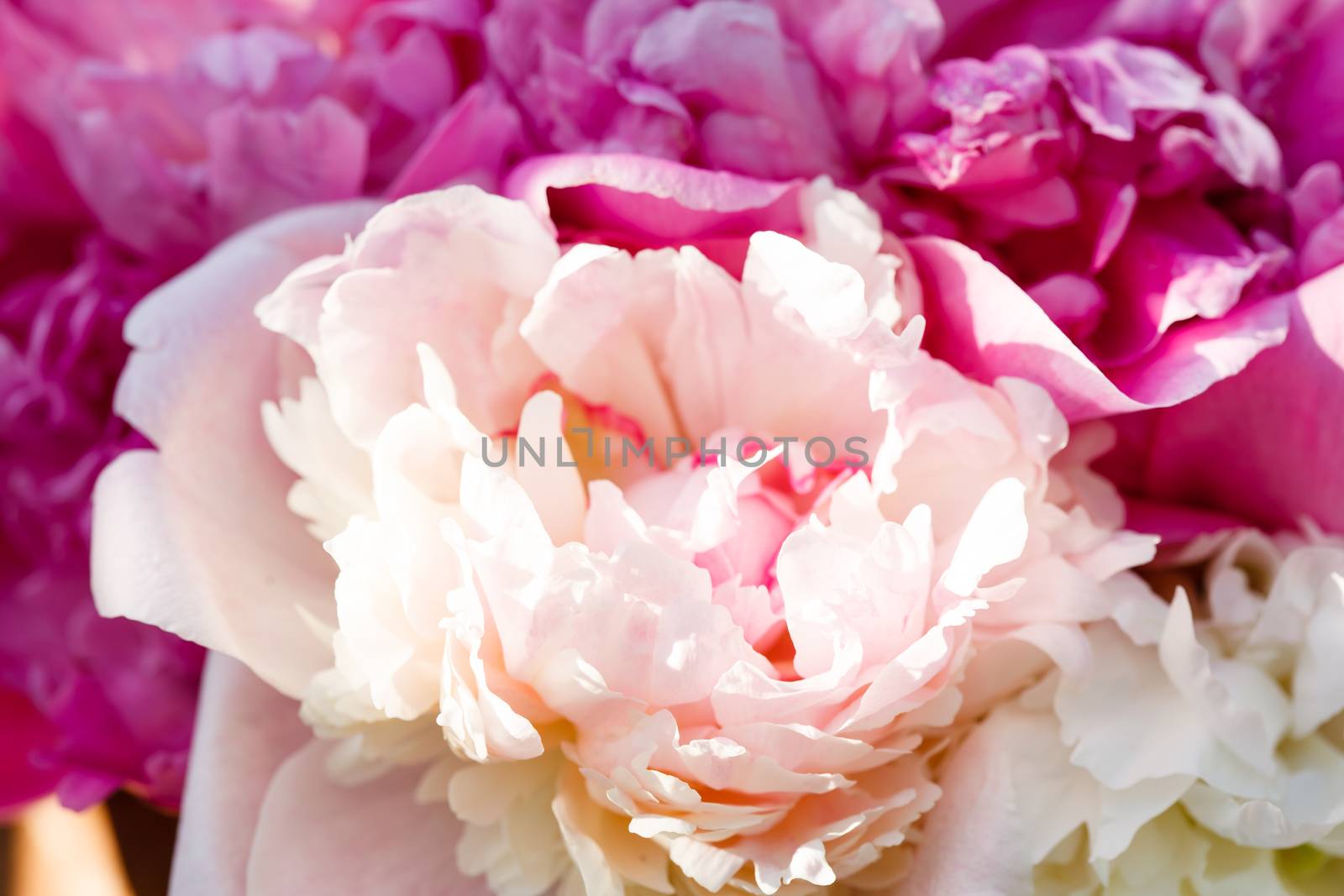 Rich bunch of peonies by shebeko