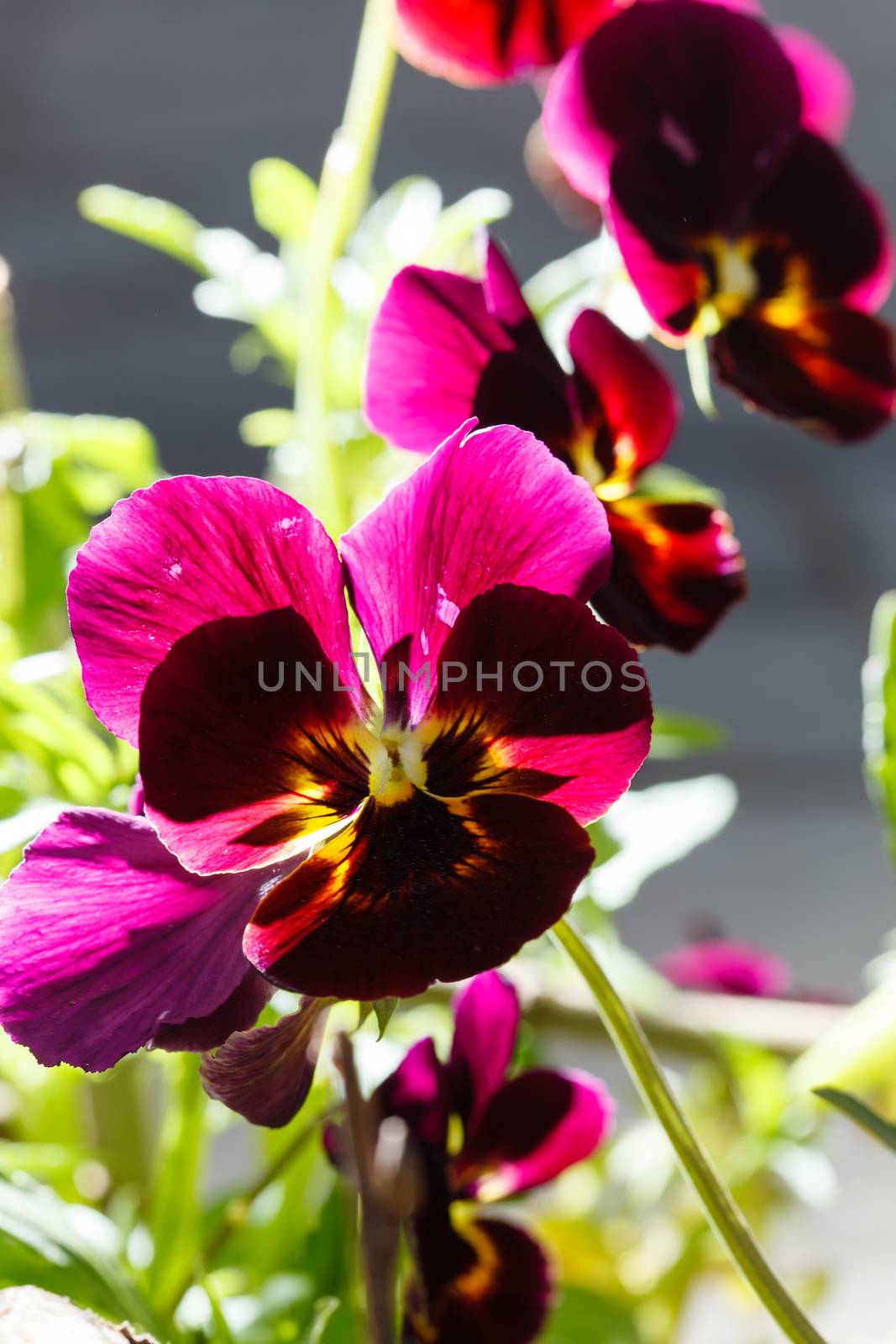 viola flowers by shebeko