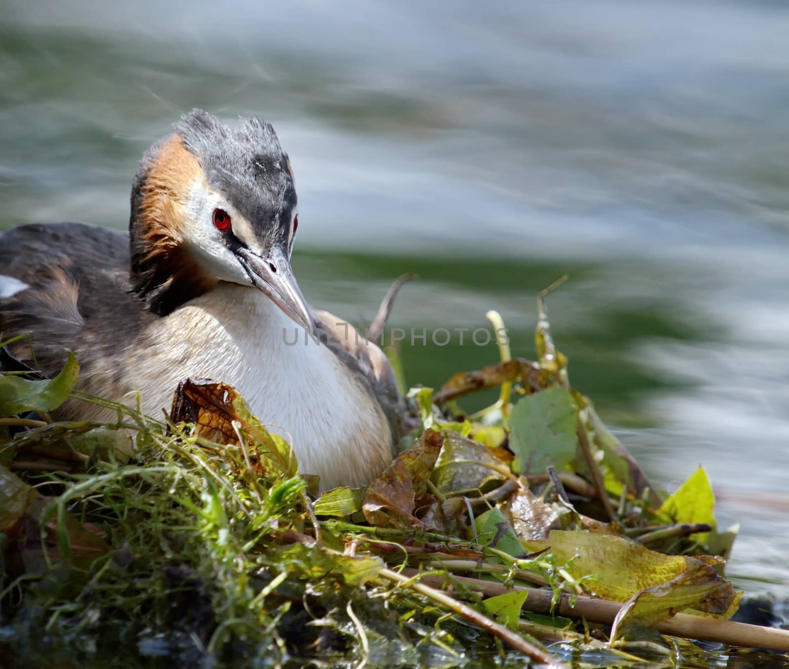 Crested grebe (podiceps cristatus) duck on nest by Elenaphotos21