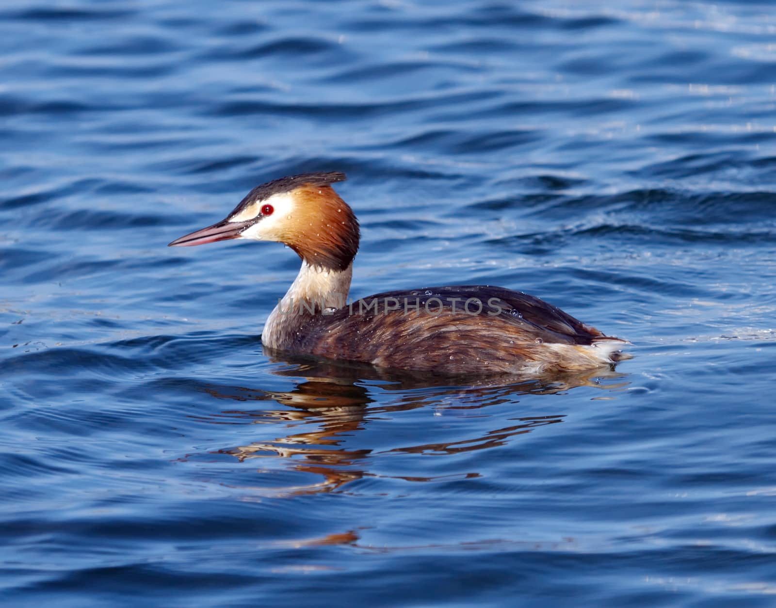 Crested grebe (podiceps cristatus) duck on water by Elenaphotos21