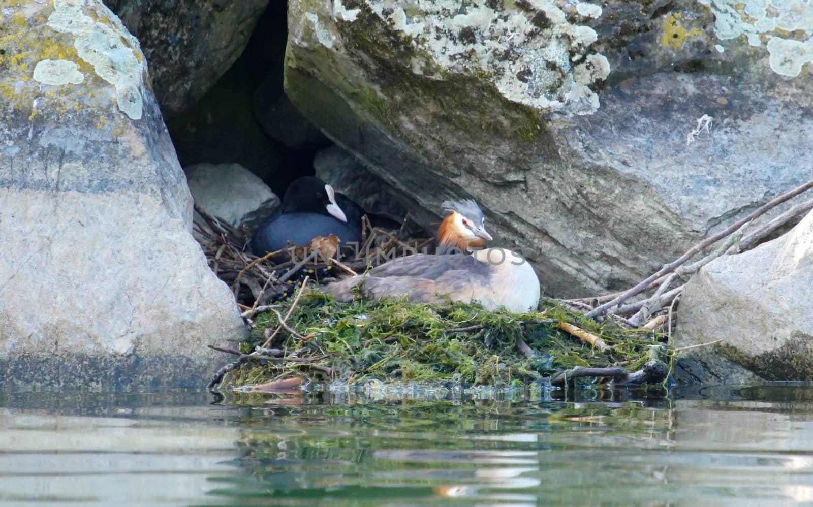 Crested grebe (podiceps cristatus) and eurasian coot (fulica atra) duck incubating their nests together in the rocks, quite rare
