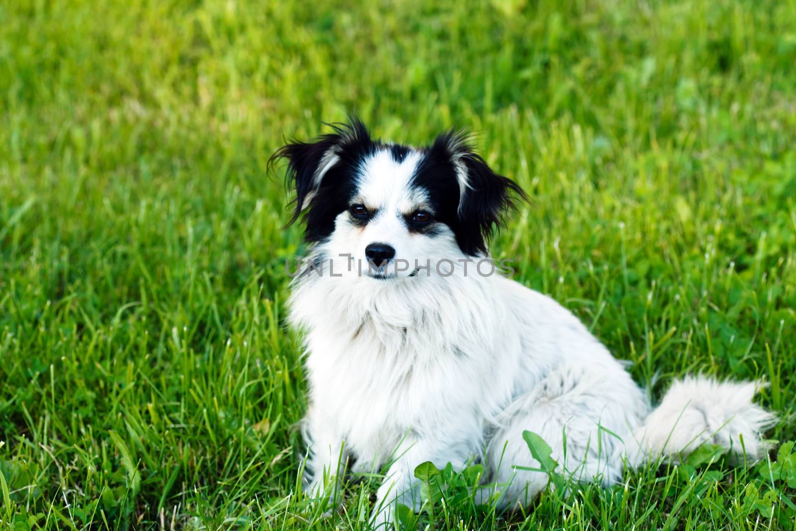 nice dog on the field by shebeko