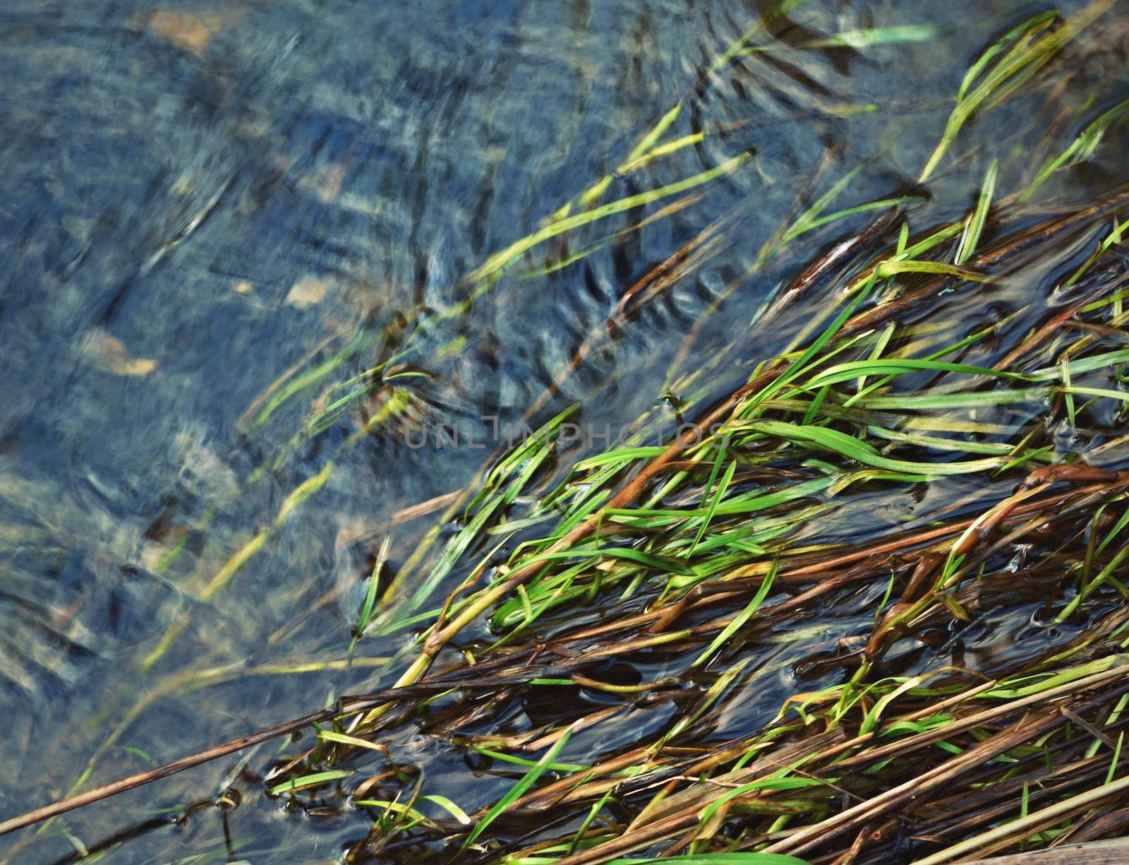 background or texture green Grass in the water