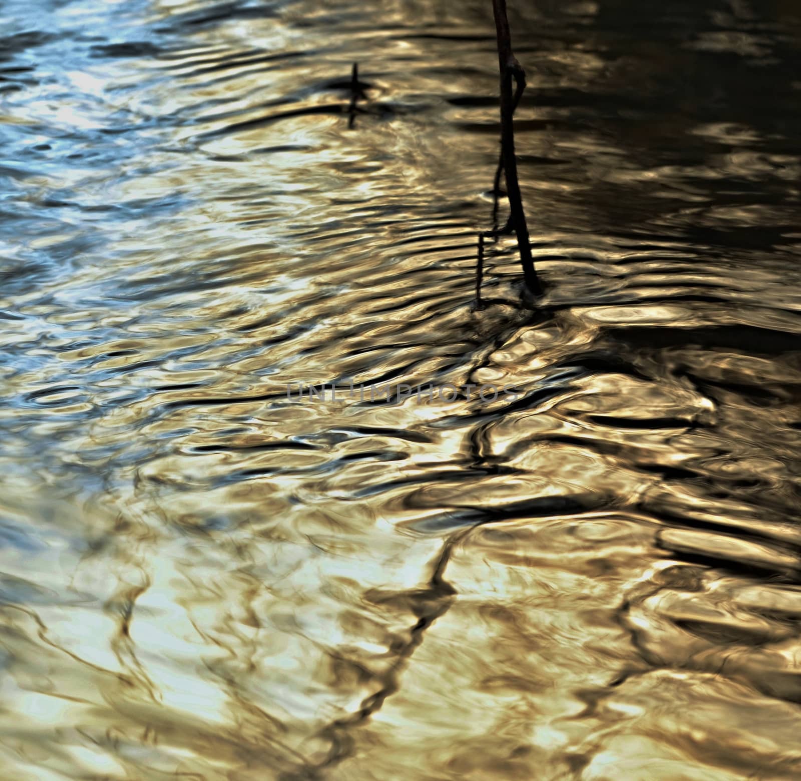 grass sticking out of the water by Ahojdoma