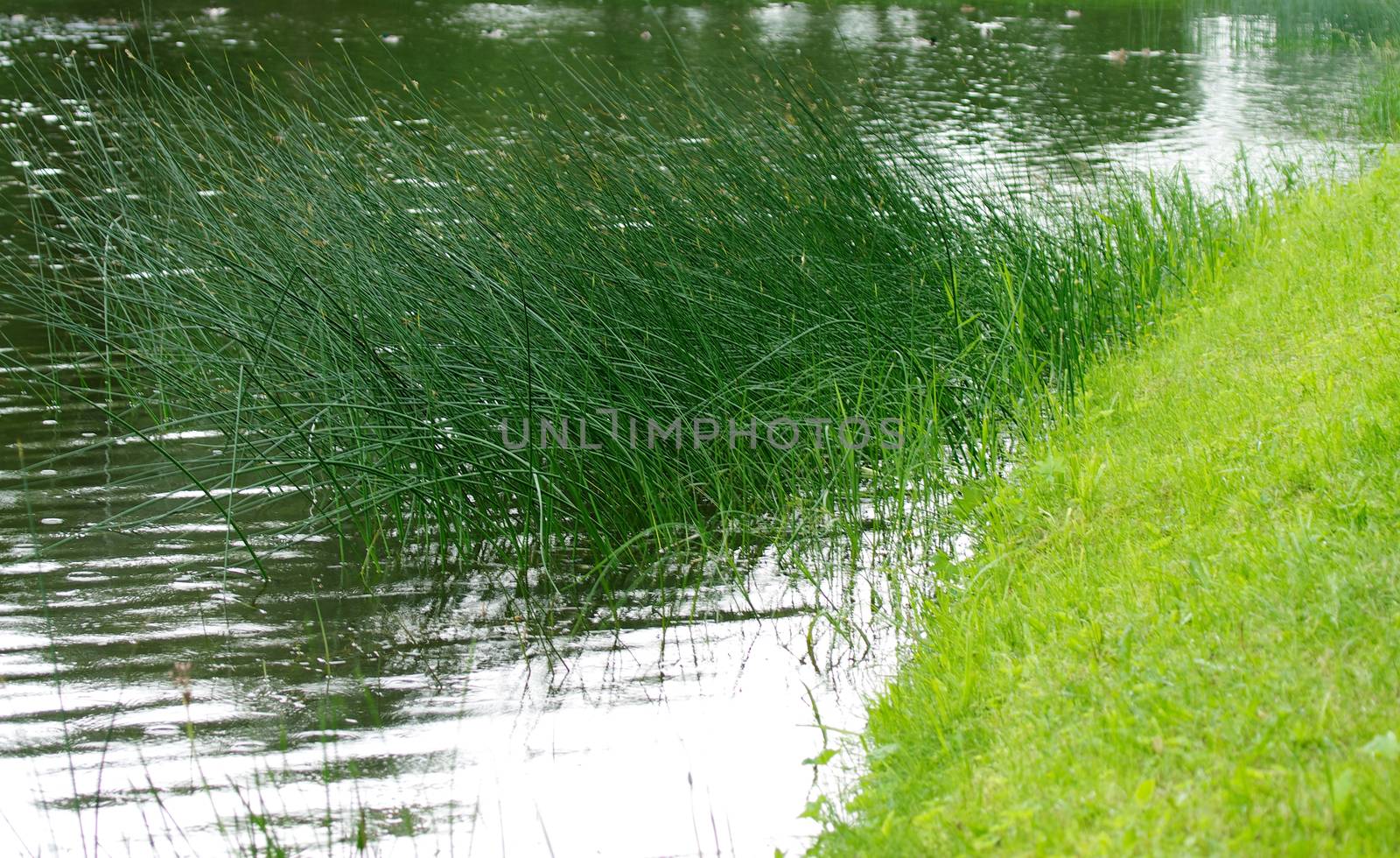 River Side with Green Grass Outdoors