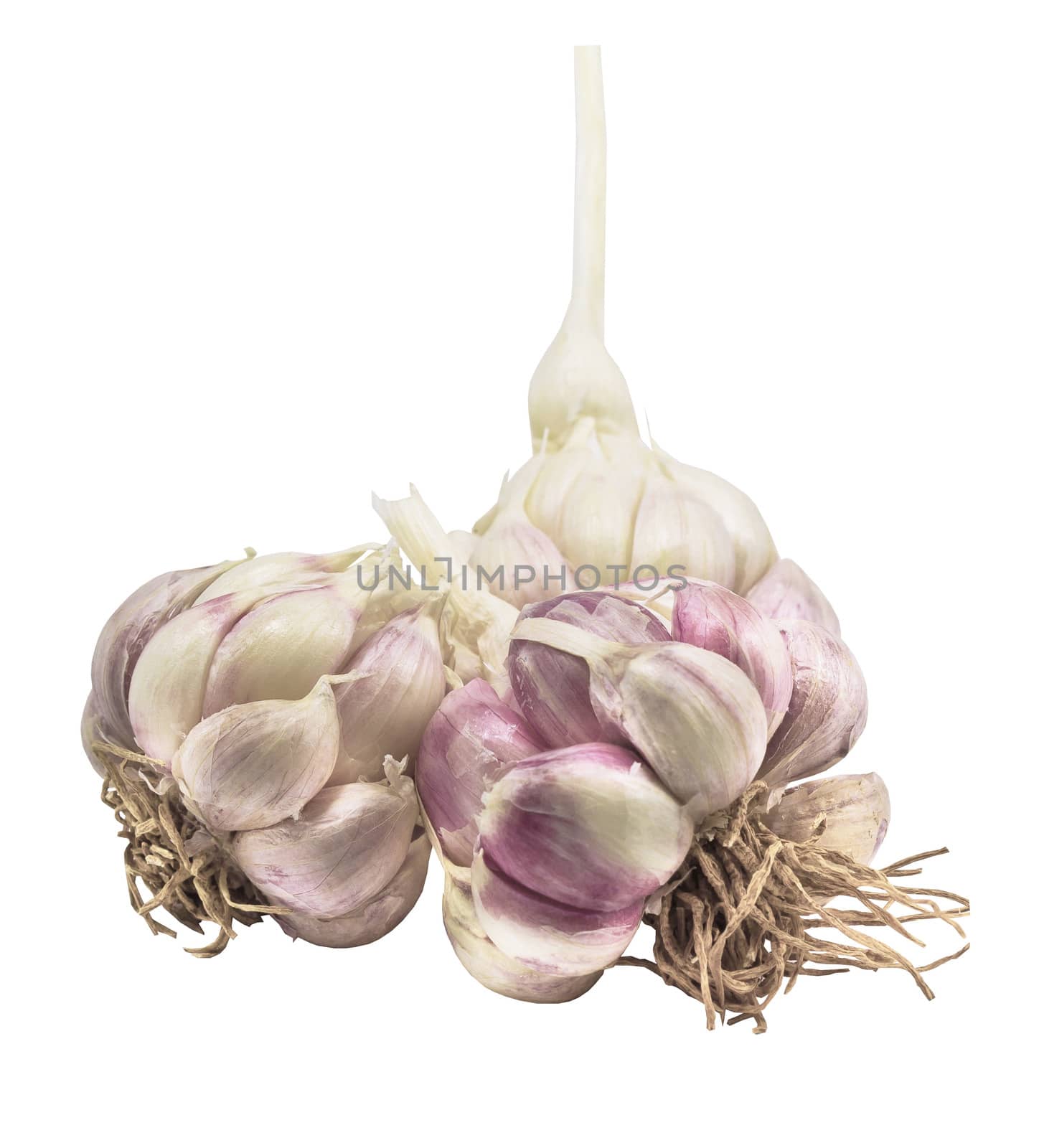 Garlic and root isolated on white background by sutipp11