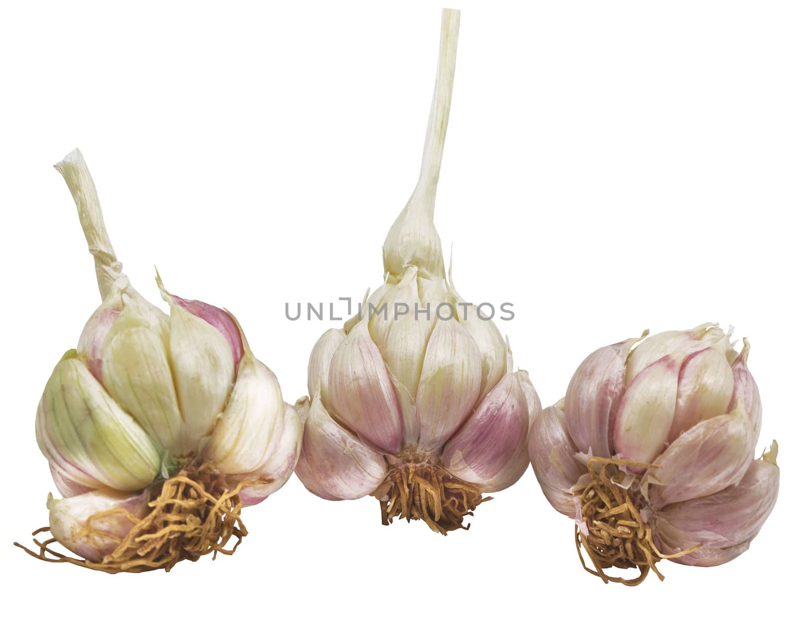 Garlic and root isolated on white background by sutipp11