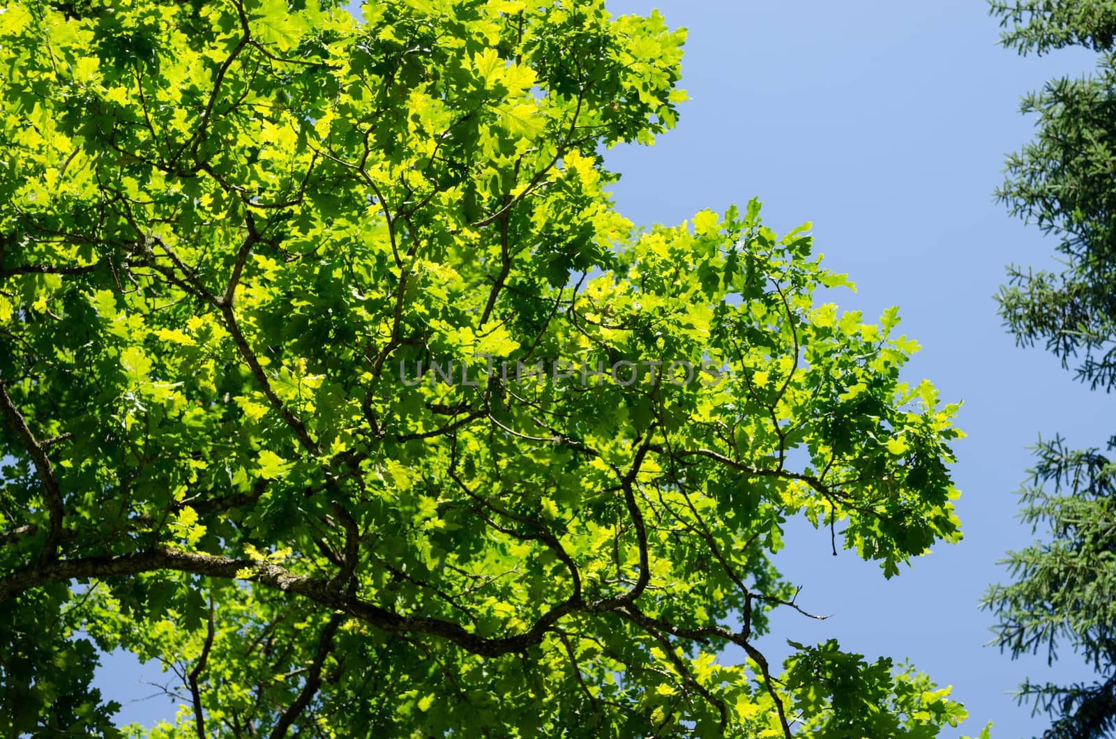 bright green birch foliage shining in the sun on blue sky background