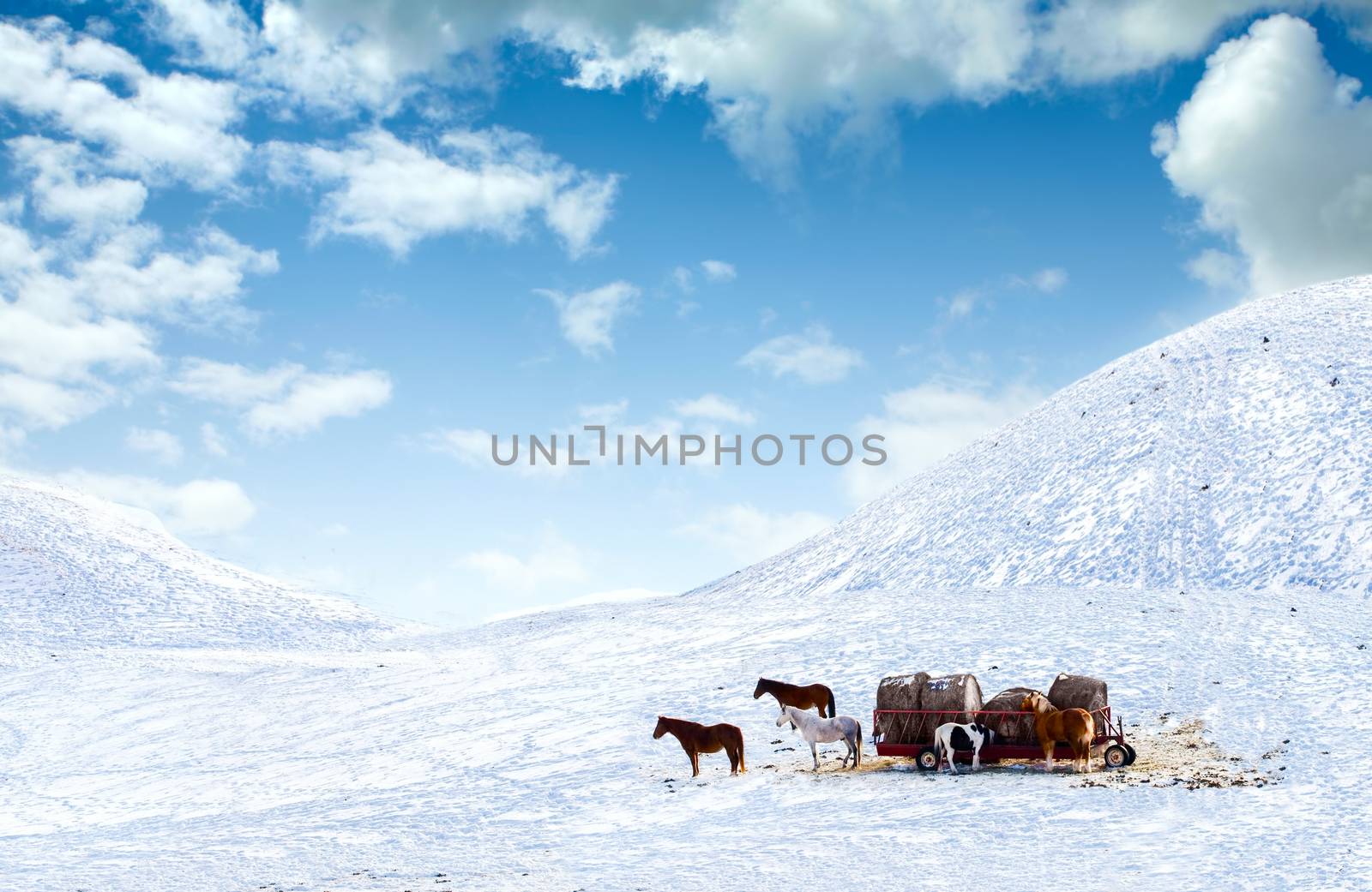 Horses out on snow covered hill